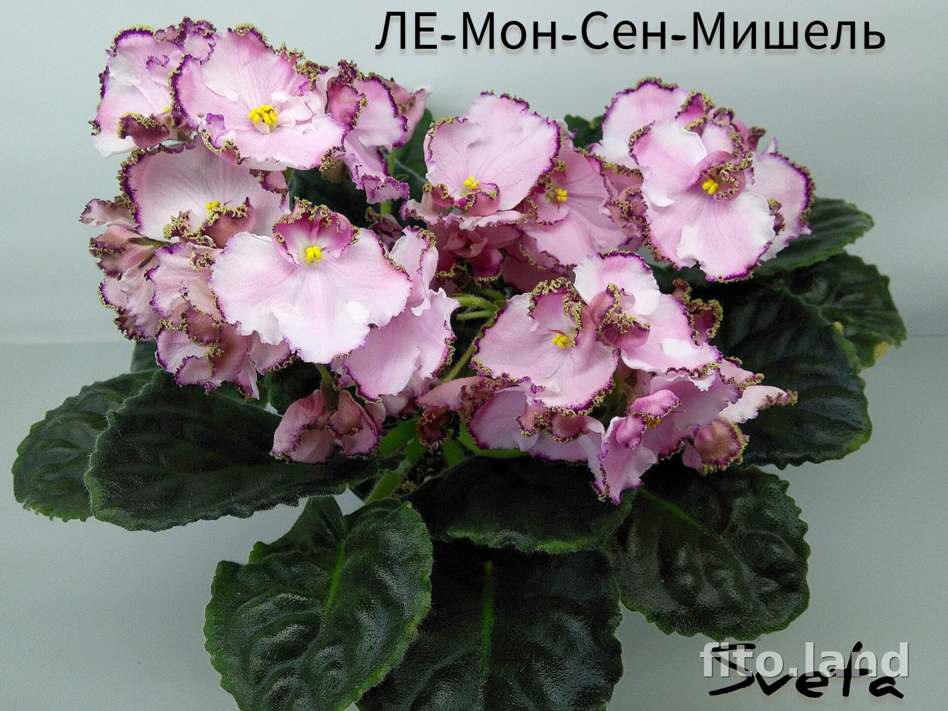 Фиалка ЛЕ-Мон-Сен-Мишель, фото