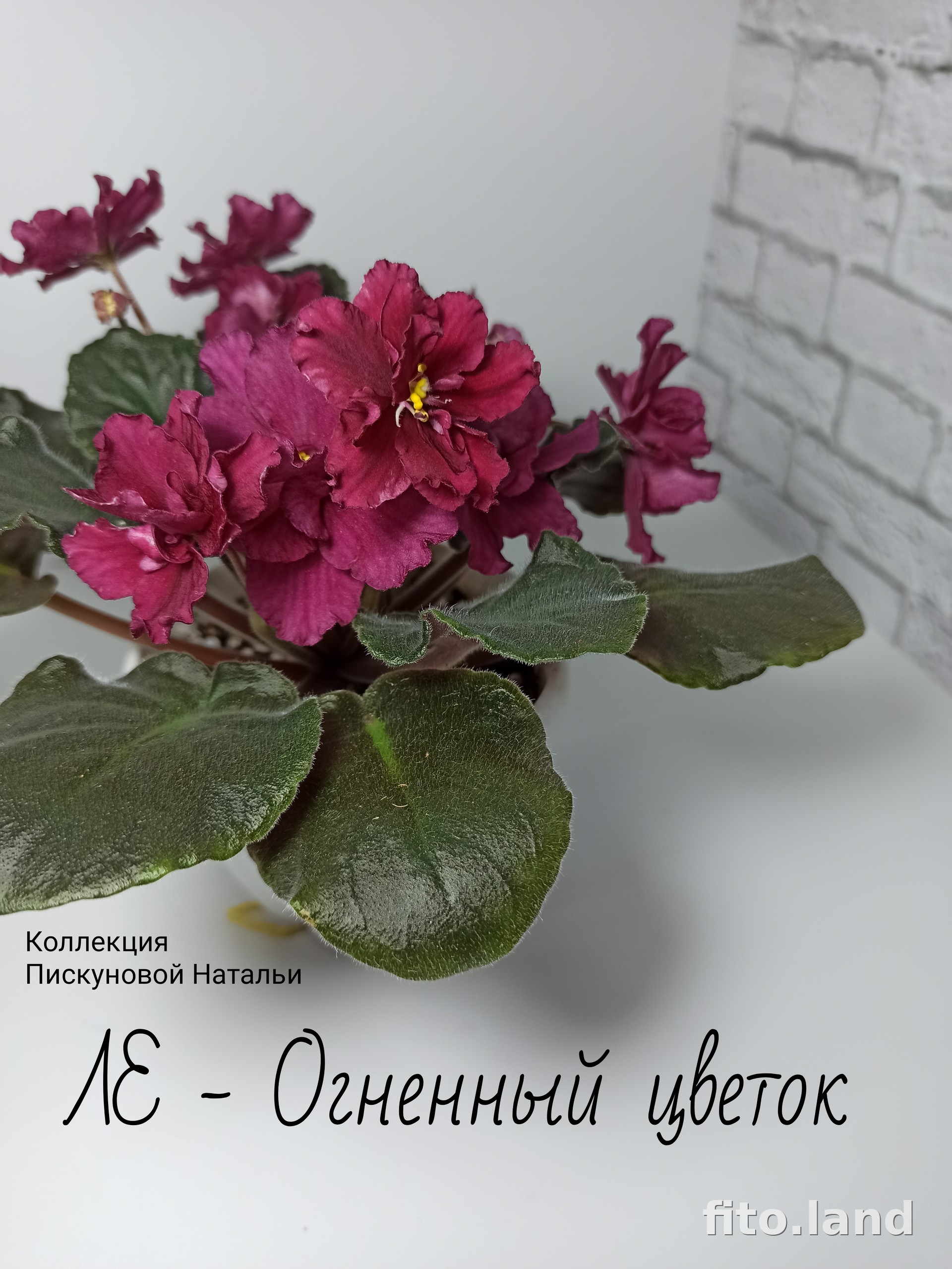 Фиалка ЛЕ-Огненный Цветок, фото