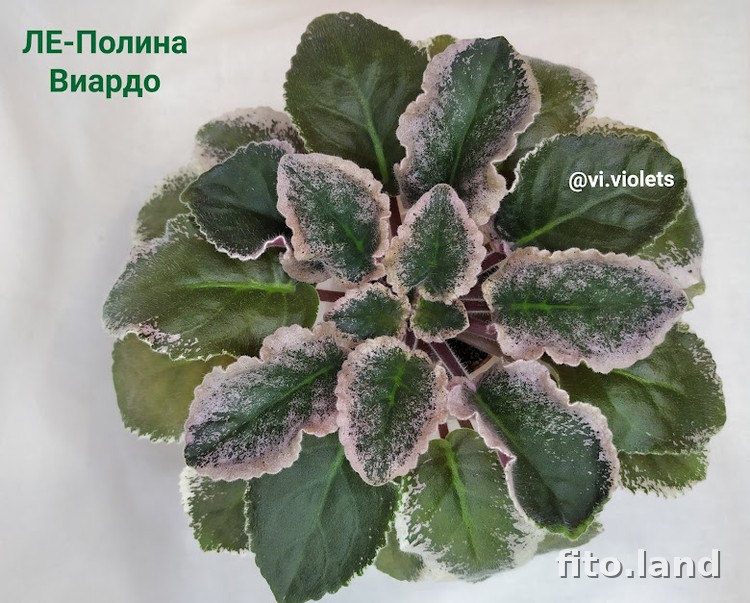 Фиалка ЛЕ-Полина Виардо, фото