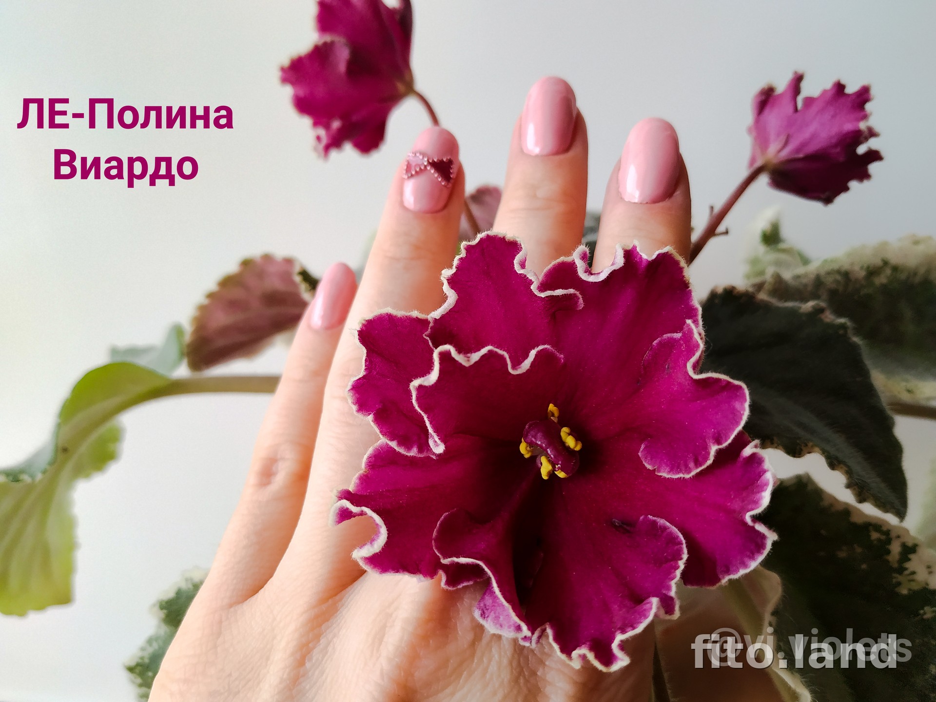 Фиалка ЛЕ-Полина Виардо, фото