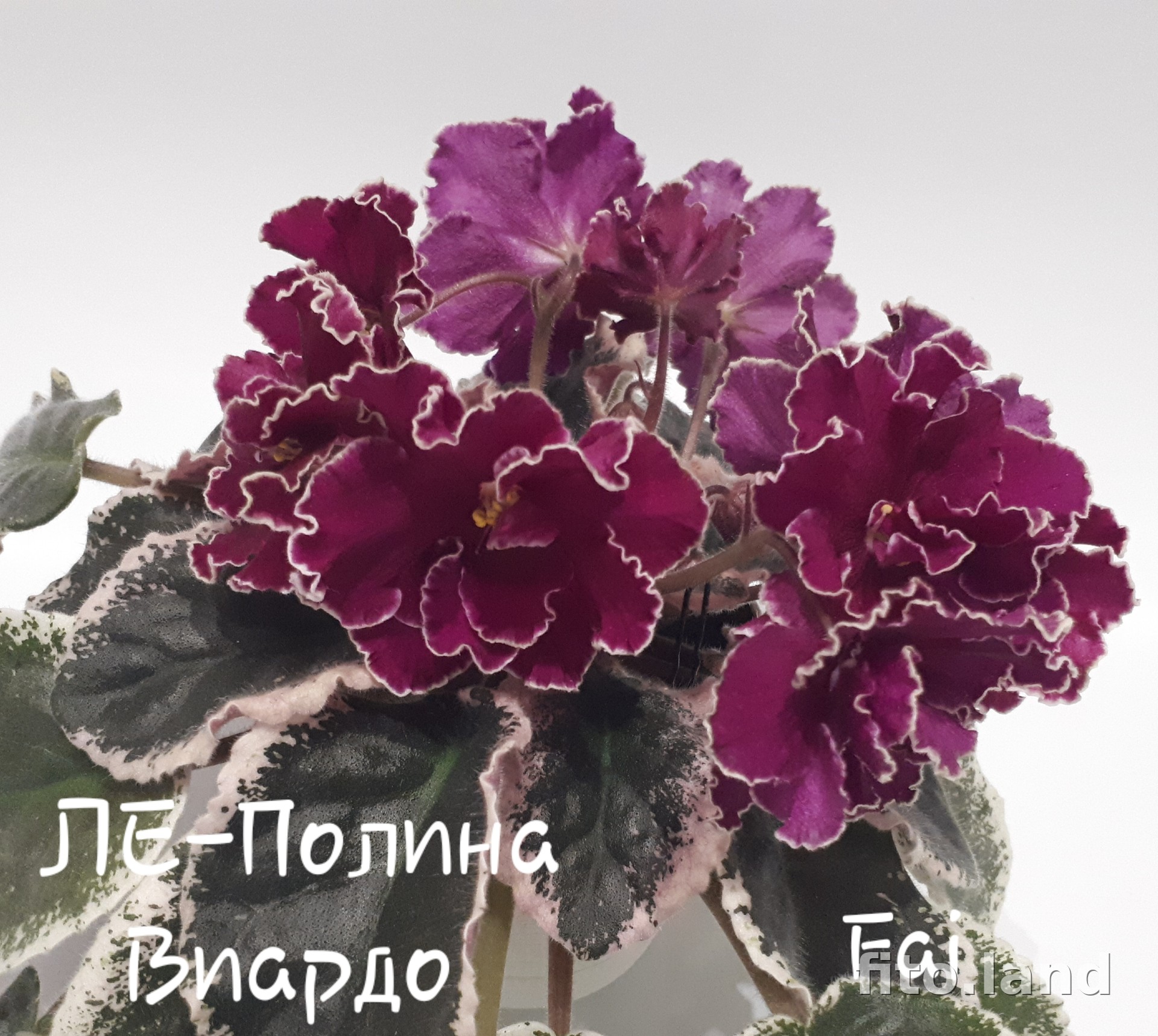 Фиалка ЛЕ-Полина Виардо, фото