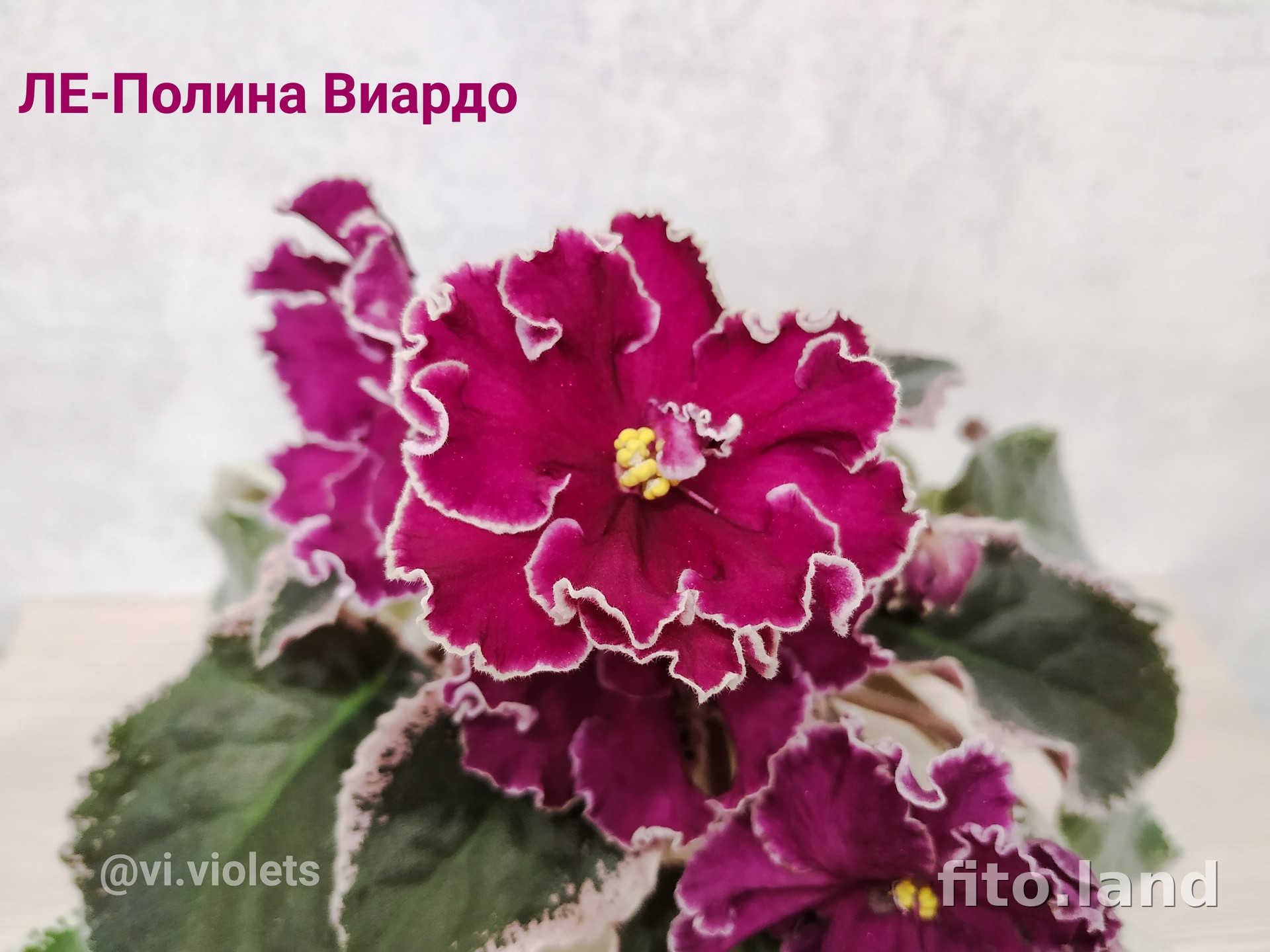 Фиалка ЛЕ-Полина Виардо, фото