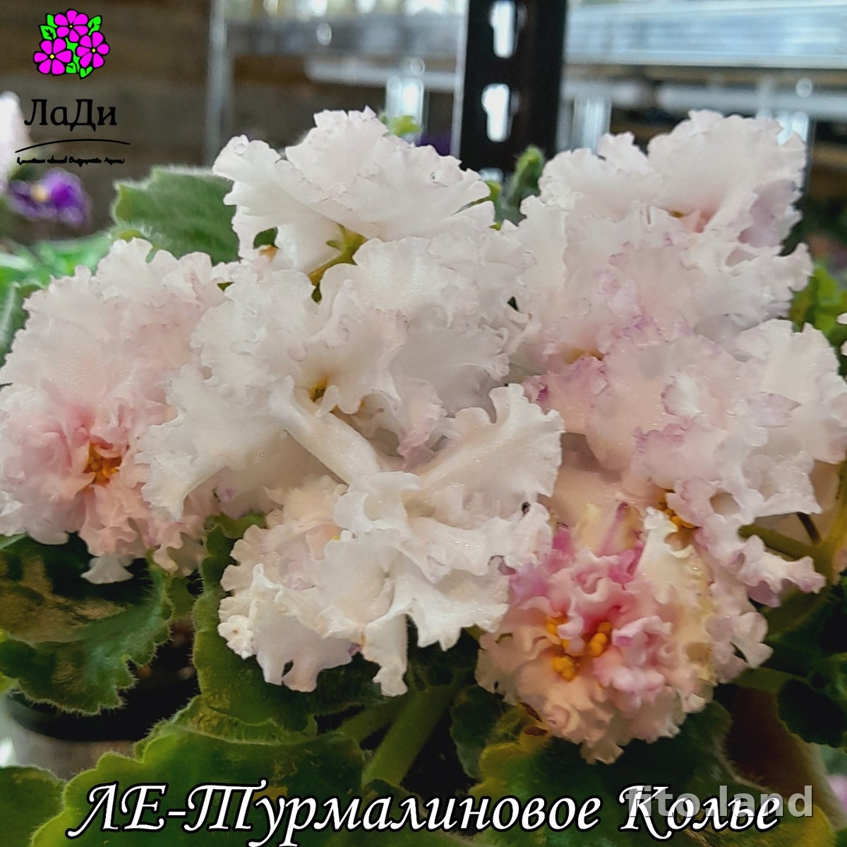Фиалка ЛЕ-Турмалиновое Колье, фото