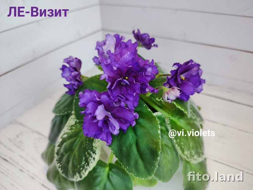Фиалка ЛЕ-Визит, фото