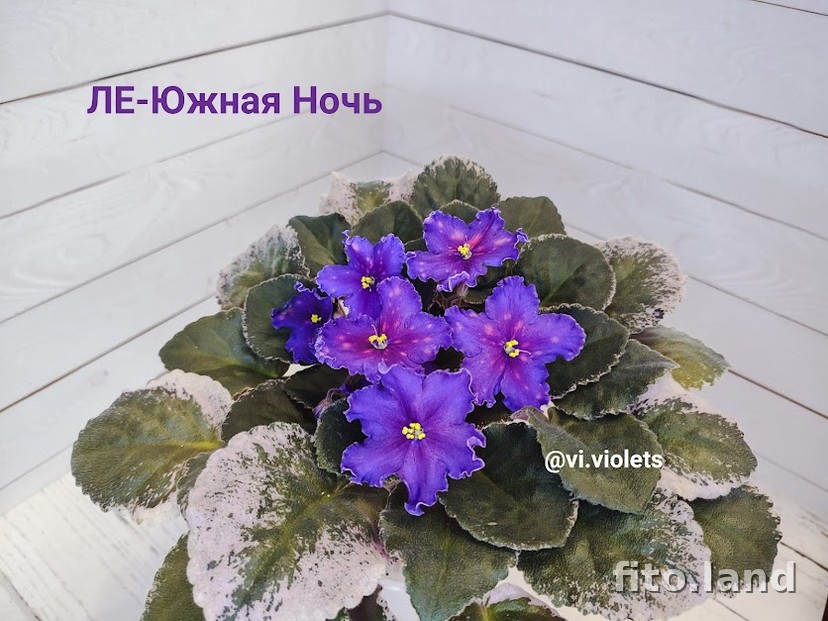 Фиалка ЛЕ-Южная Ночь, фото
