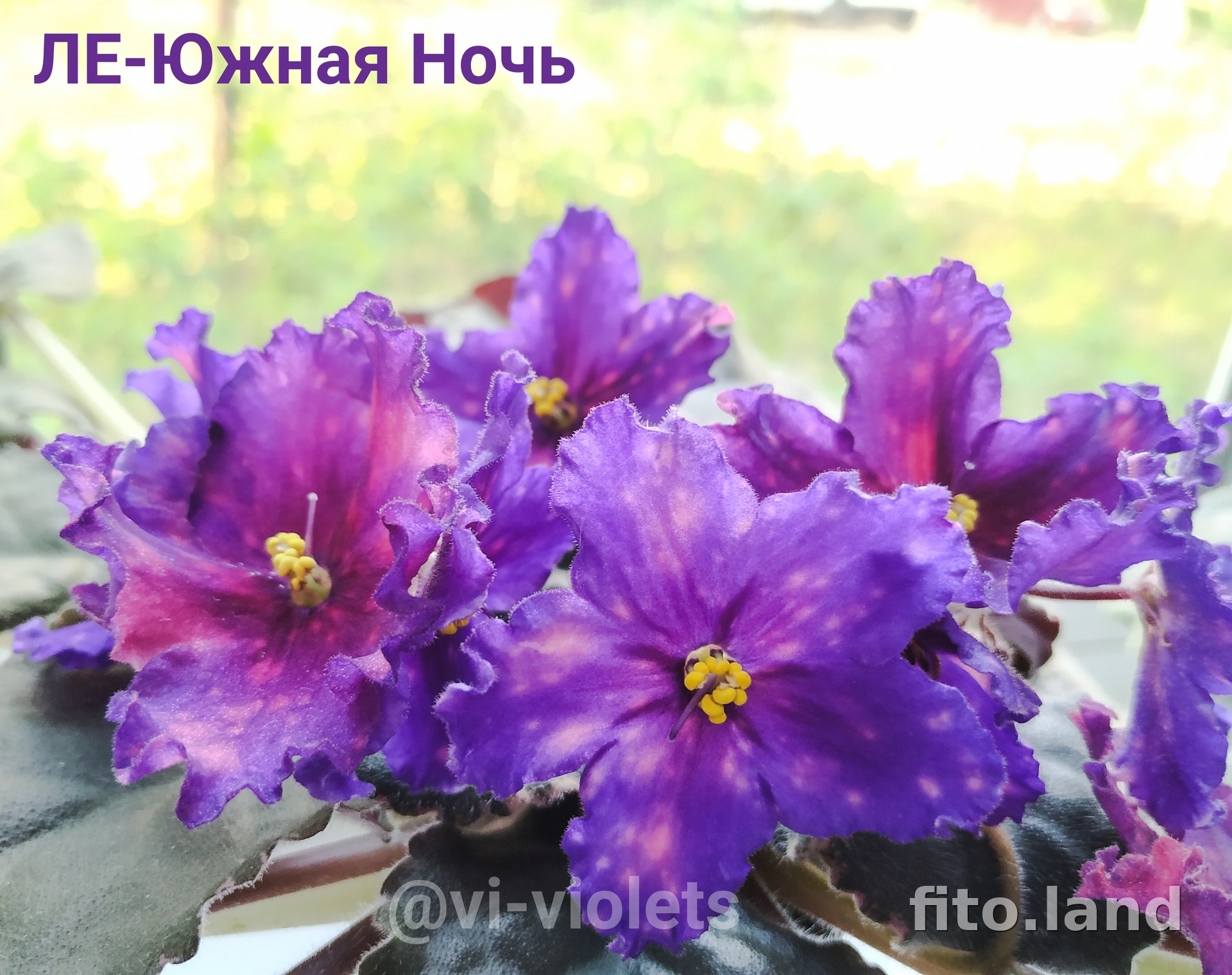 Фиалка ЛЕ-Южная Ночь, фото