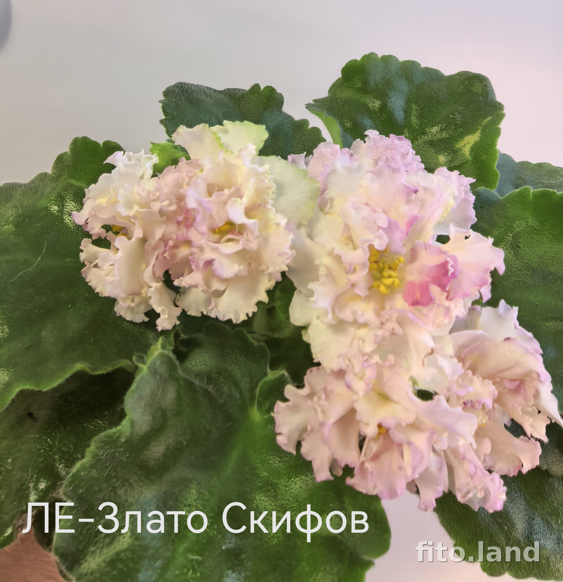 Фиалка ЛЕ-Злато Скифов, фото