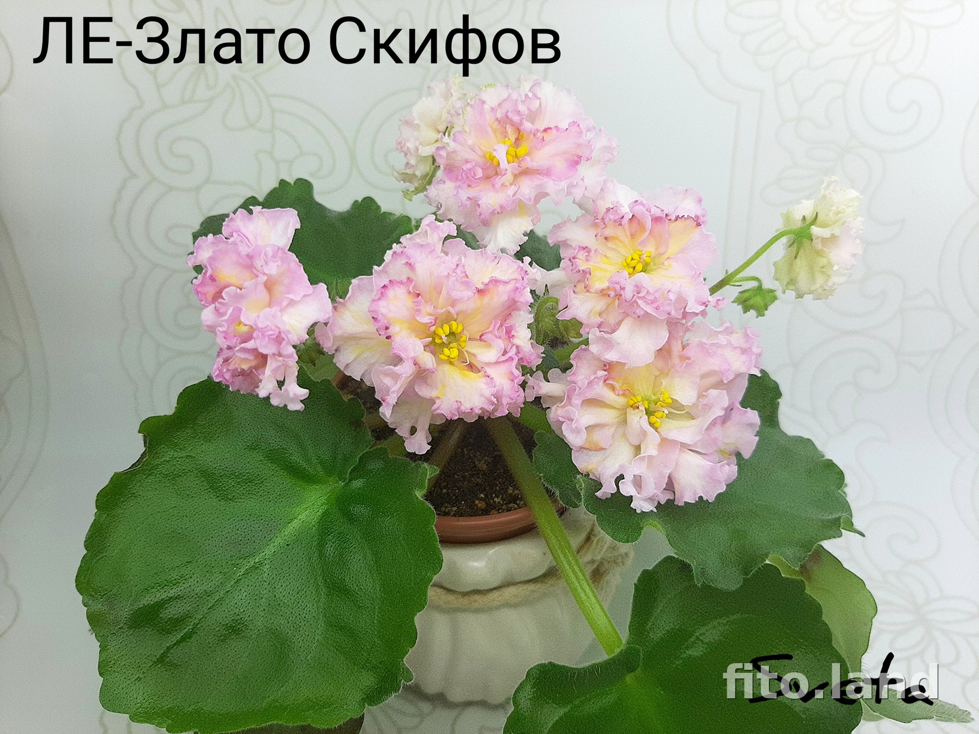 Фиалка ЛЕ-Злато Скифов, фото