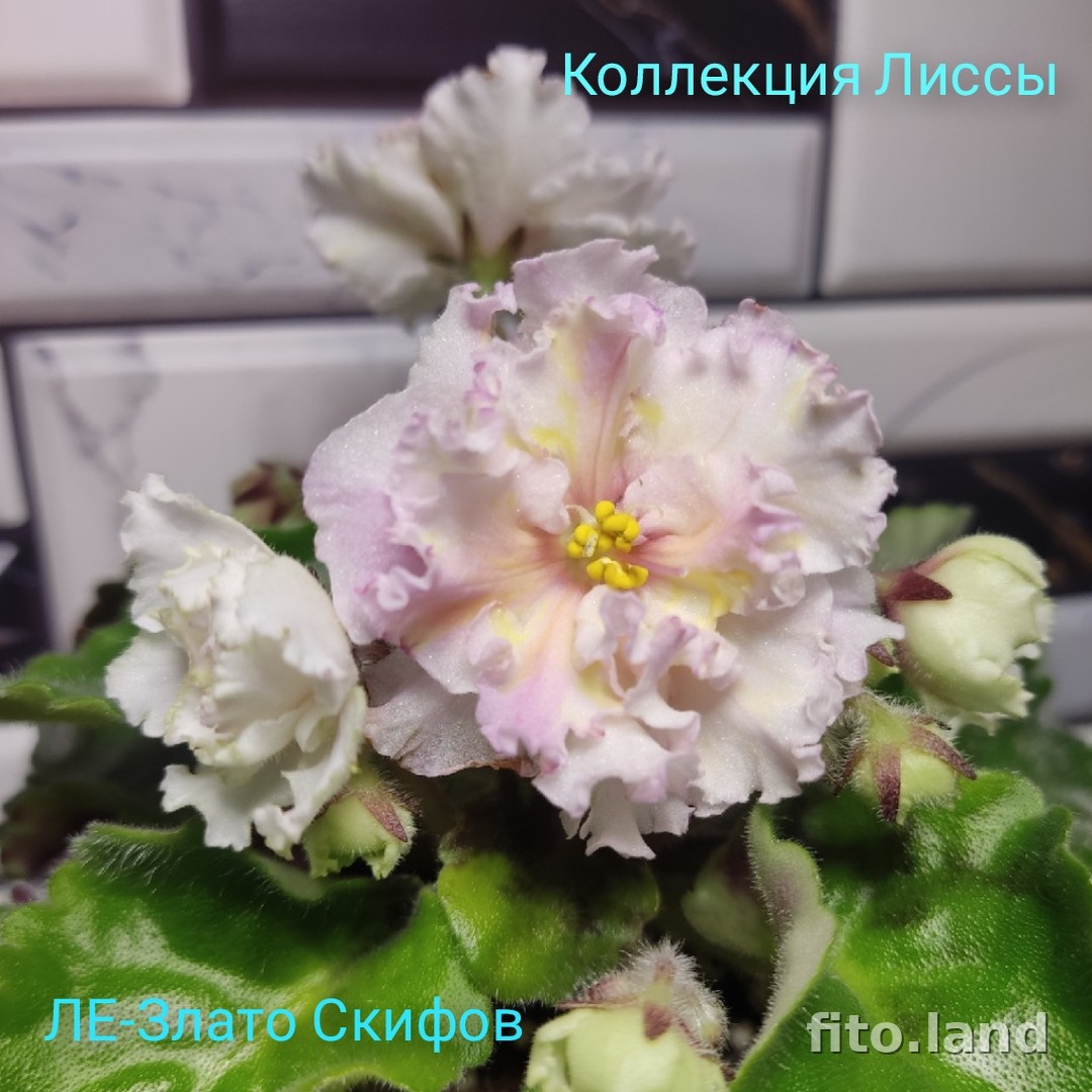 Фиалка ЛЕ-Злато Скифов, фото