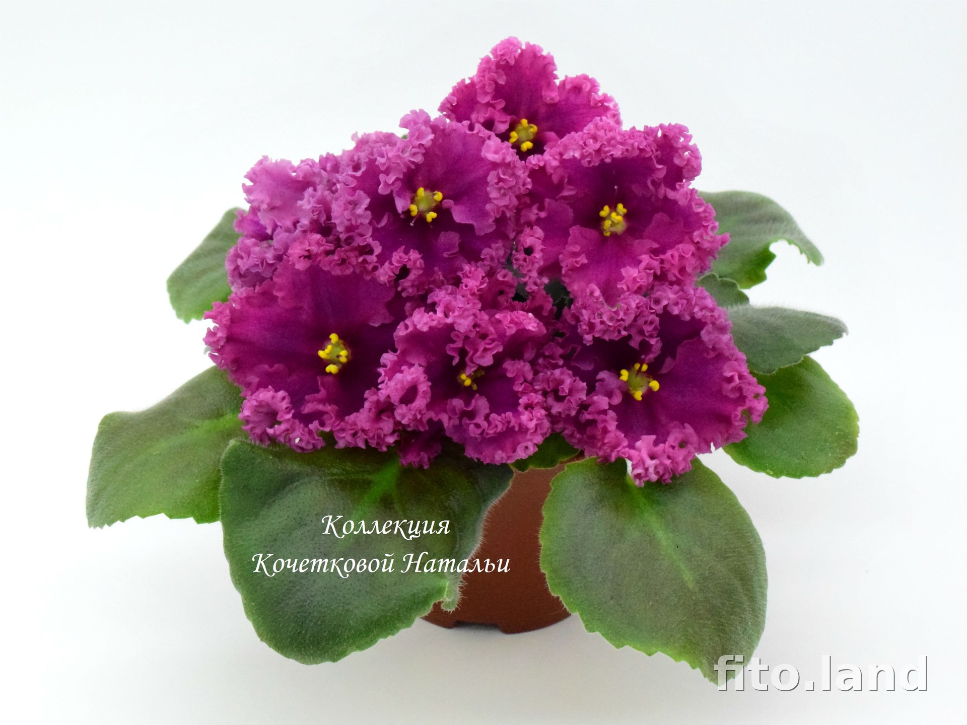 Фиалка ЛФ-Дарья, фото