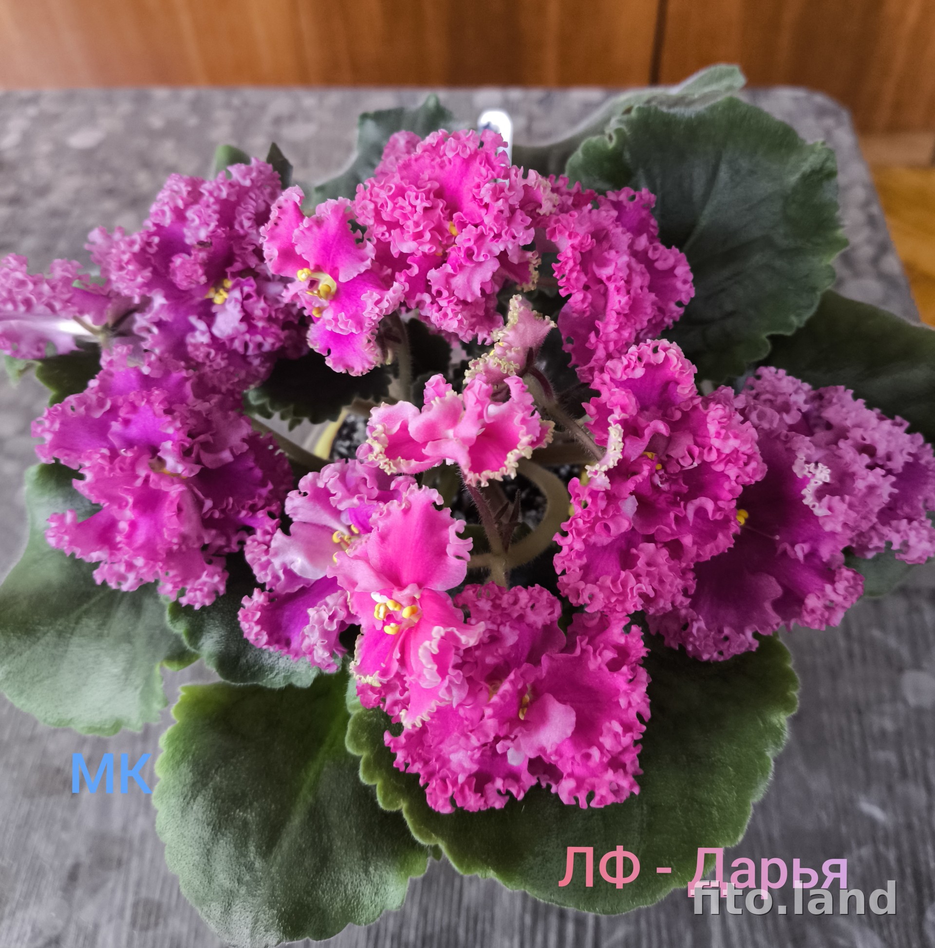 Фиалка ЛФ-Дарья, фото