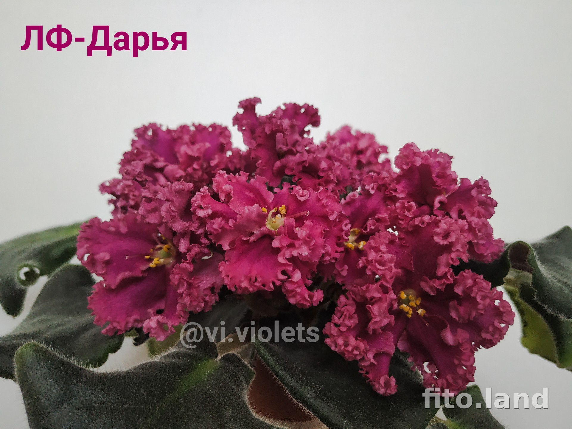 Фиалка ЛФ-Дарья, фото