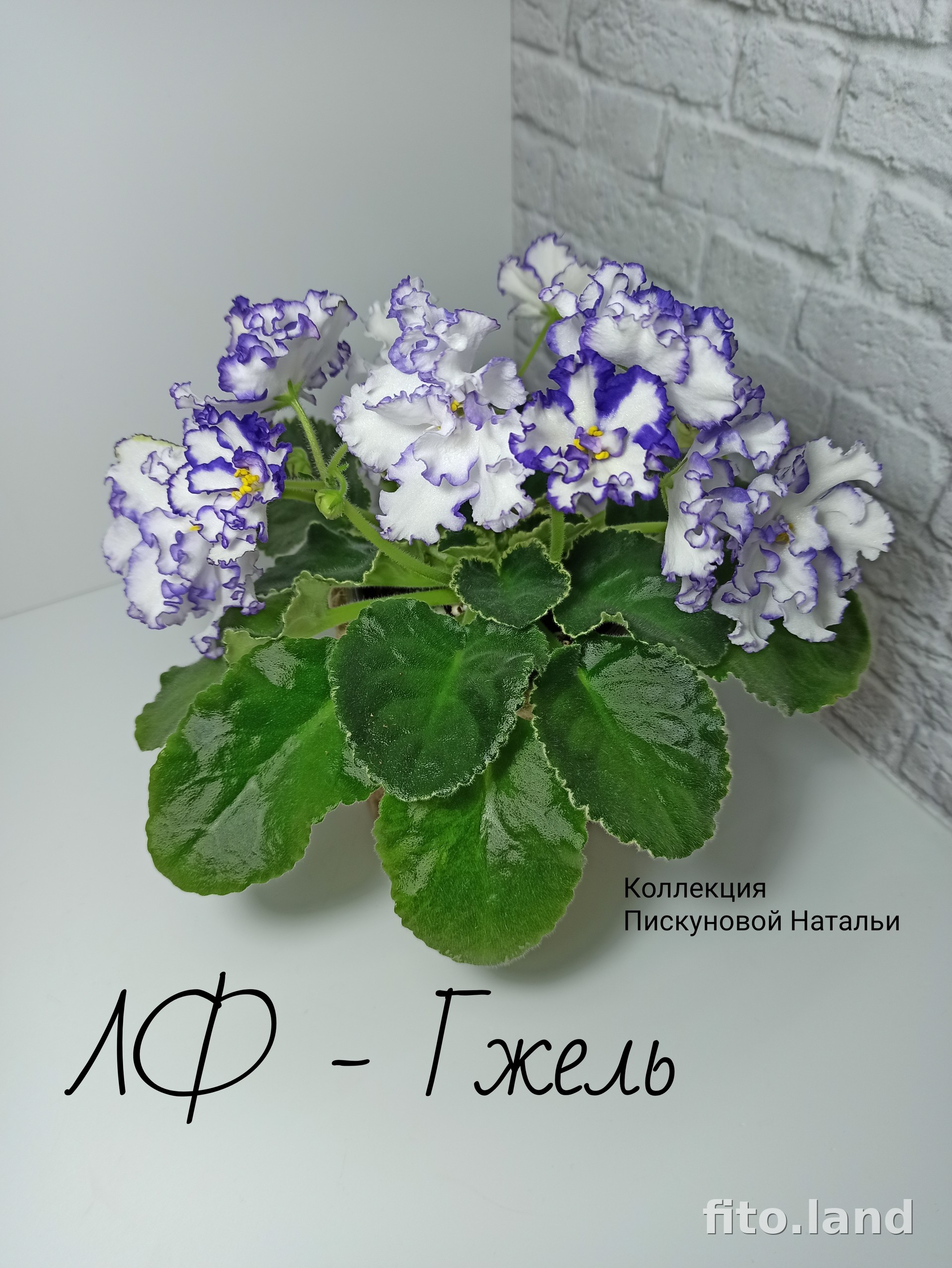 Фиалка ЛФ-Гжель, фото