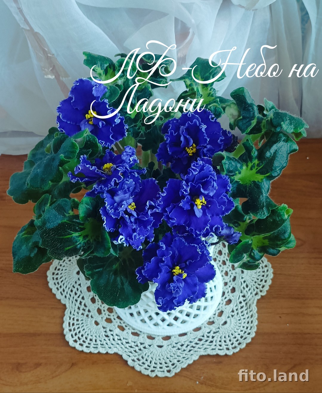 Фиалка ЛФ-Небо на Ладони, фото