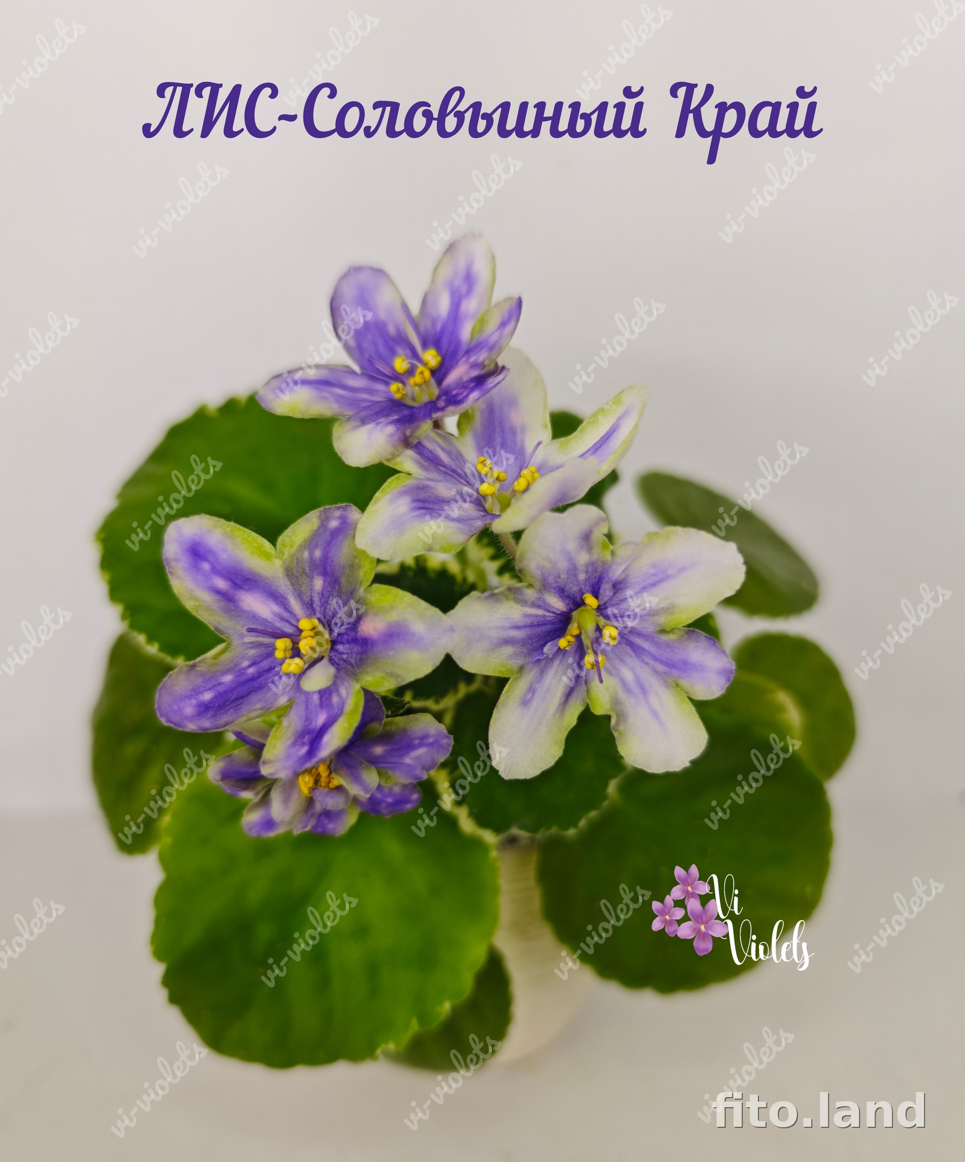 Фиалка ЛИС-Соловьиный Край, фото