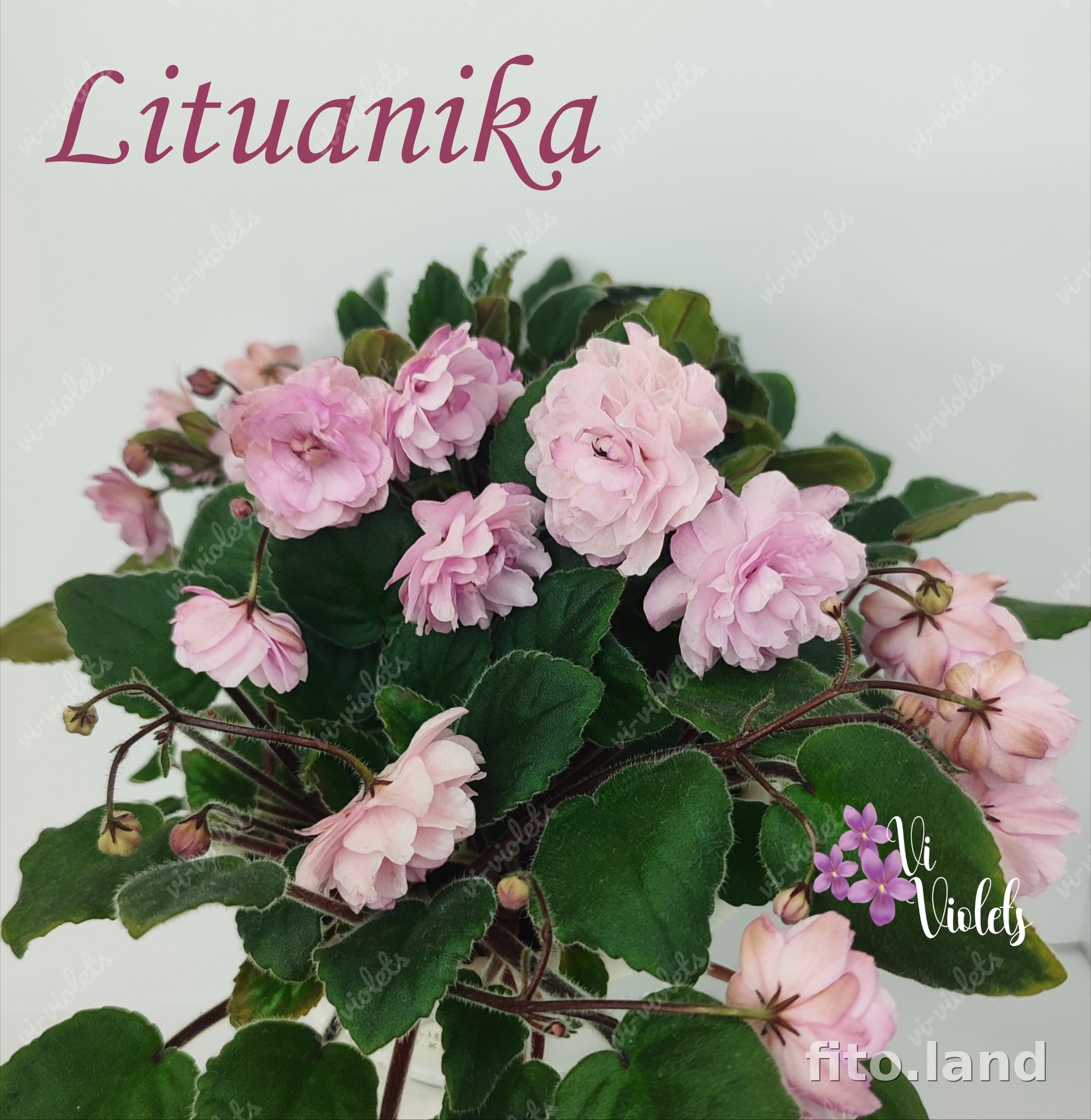 Фиалка Lituanika, фото