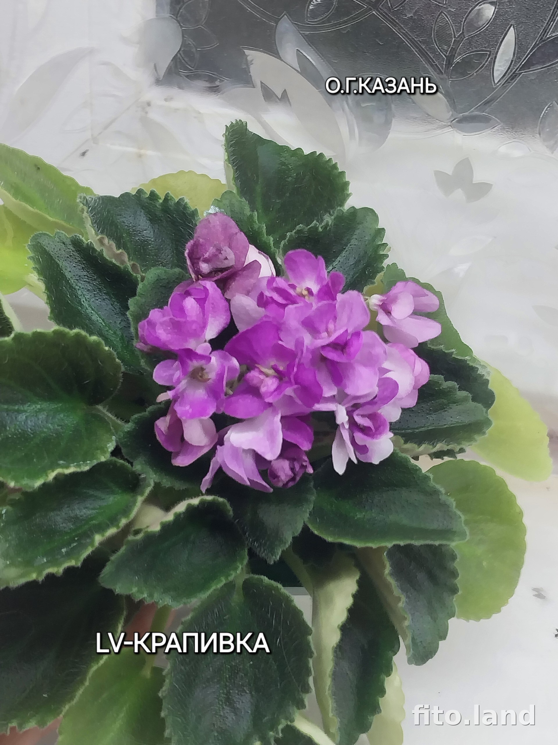 Фиалка LV-Крапивка, фото