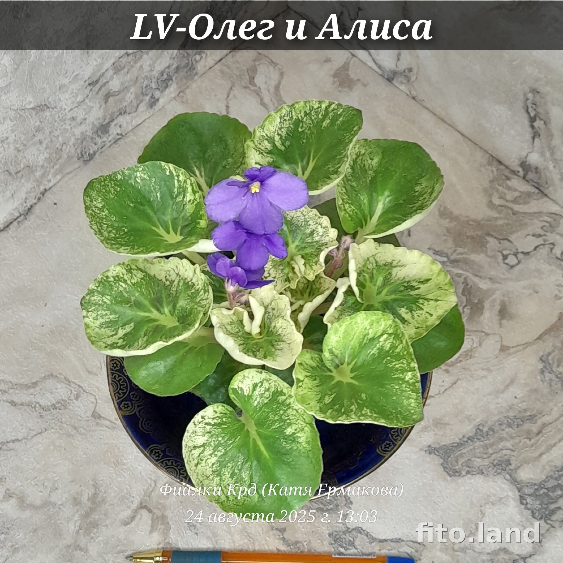 Фиалка LV-Олег+Aлиса, фото