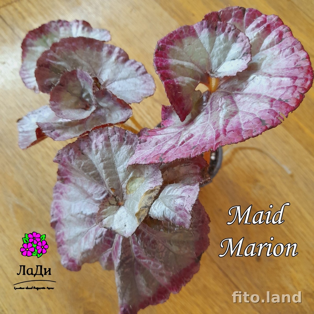 Фиалка Maid Marion, фото