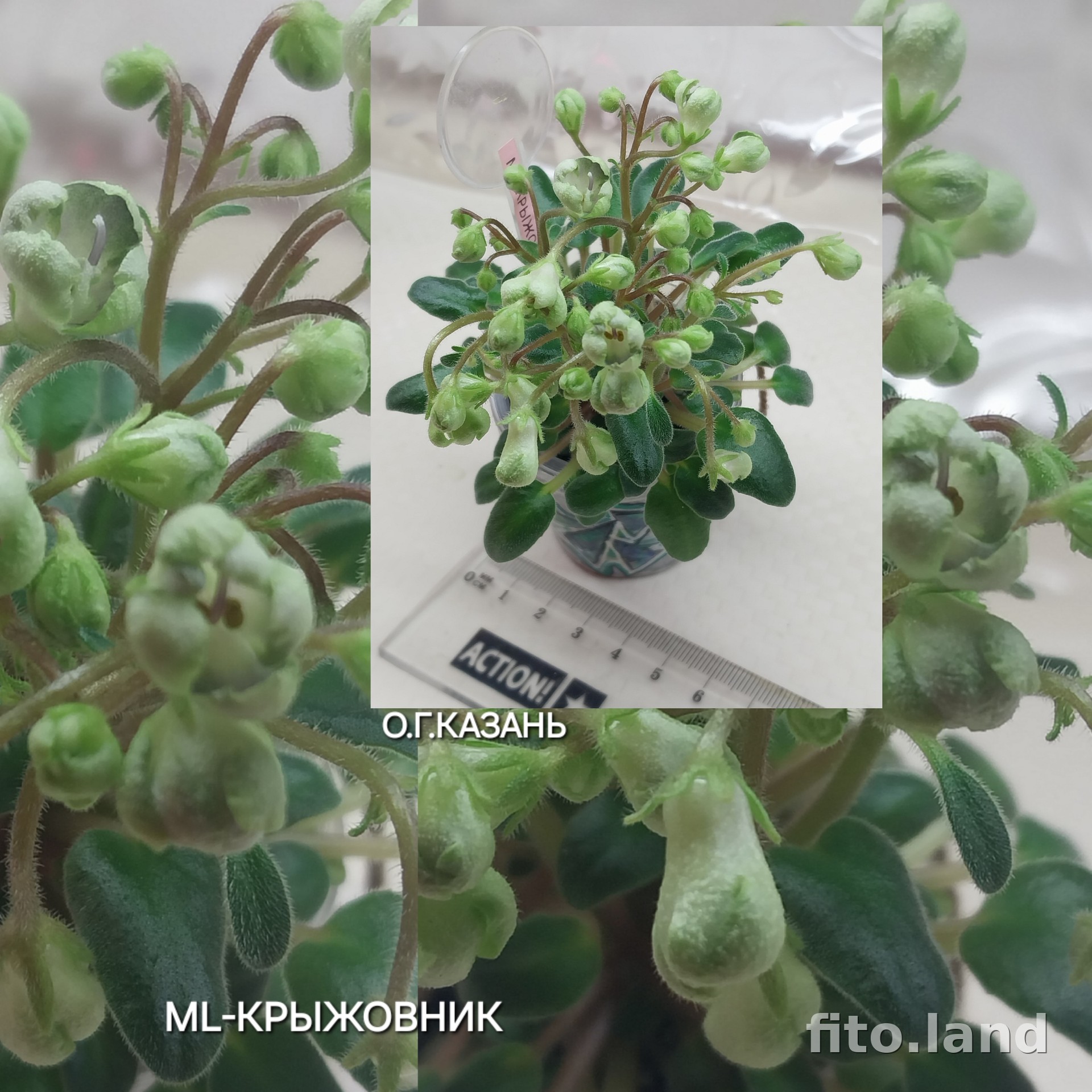 Фиалка ML-Крыжовник, фото