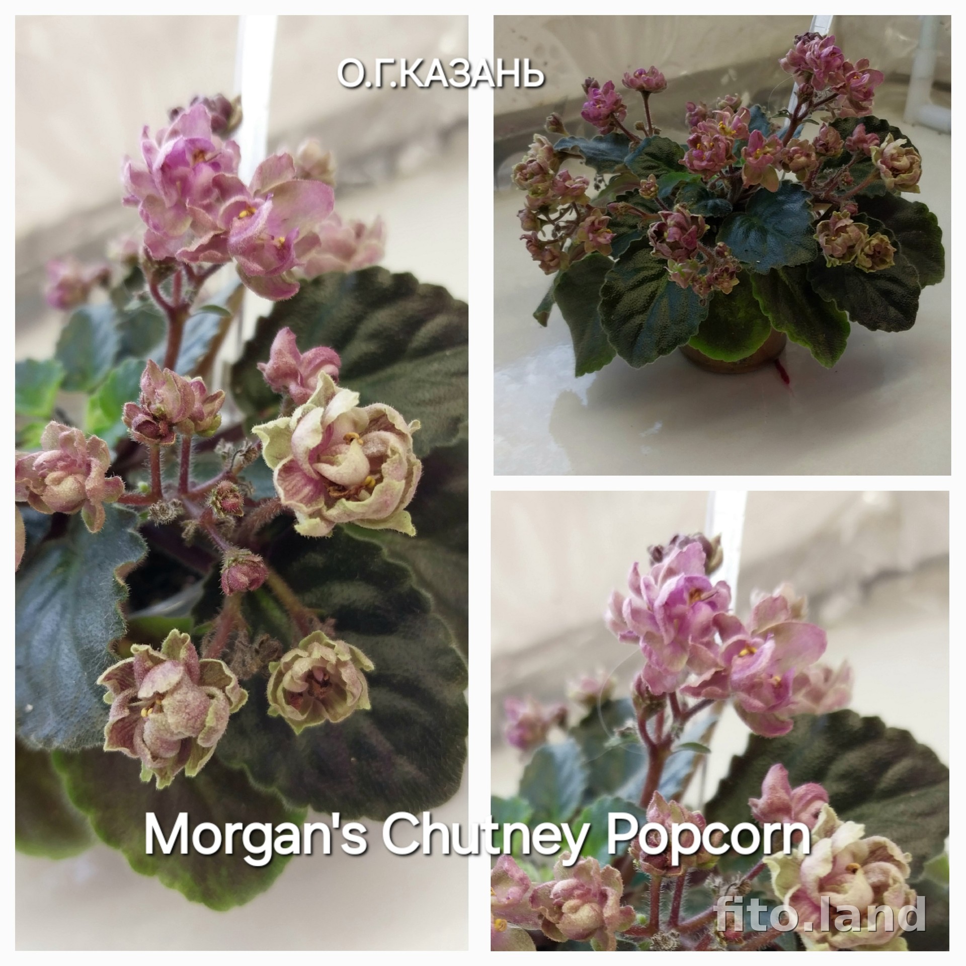 Фиалка Morgan's Chutney Popcorn, фото