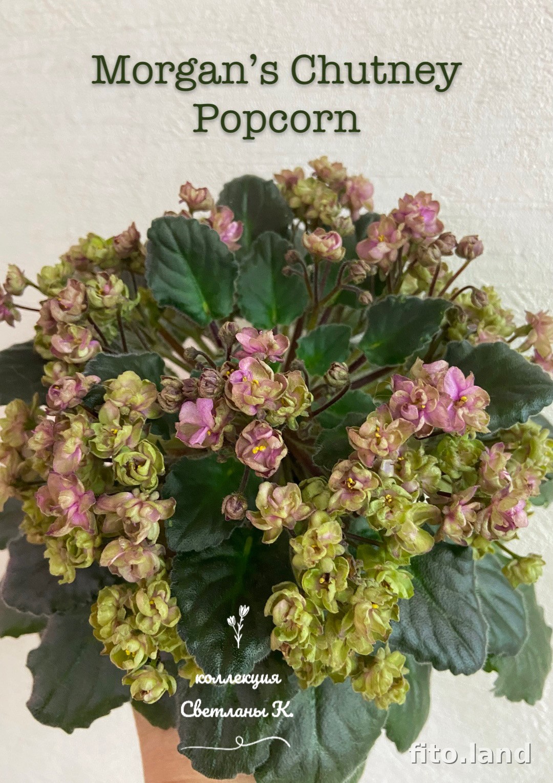 Фиалка Morgan's Chutney Popcorn, фото