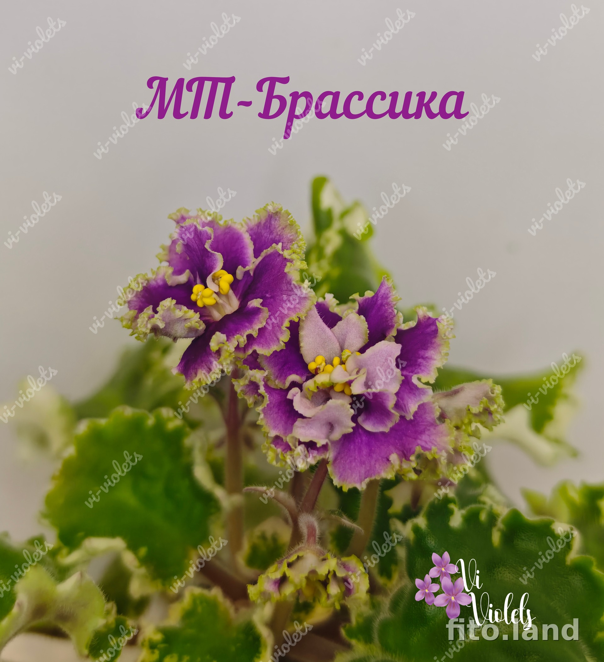 Фиалка МТ-Брассика, фото