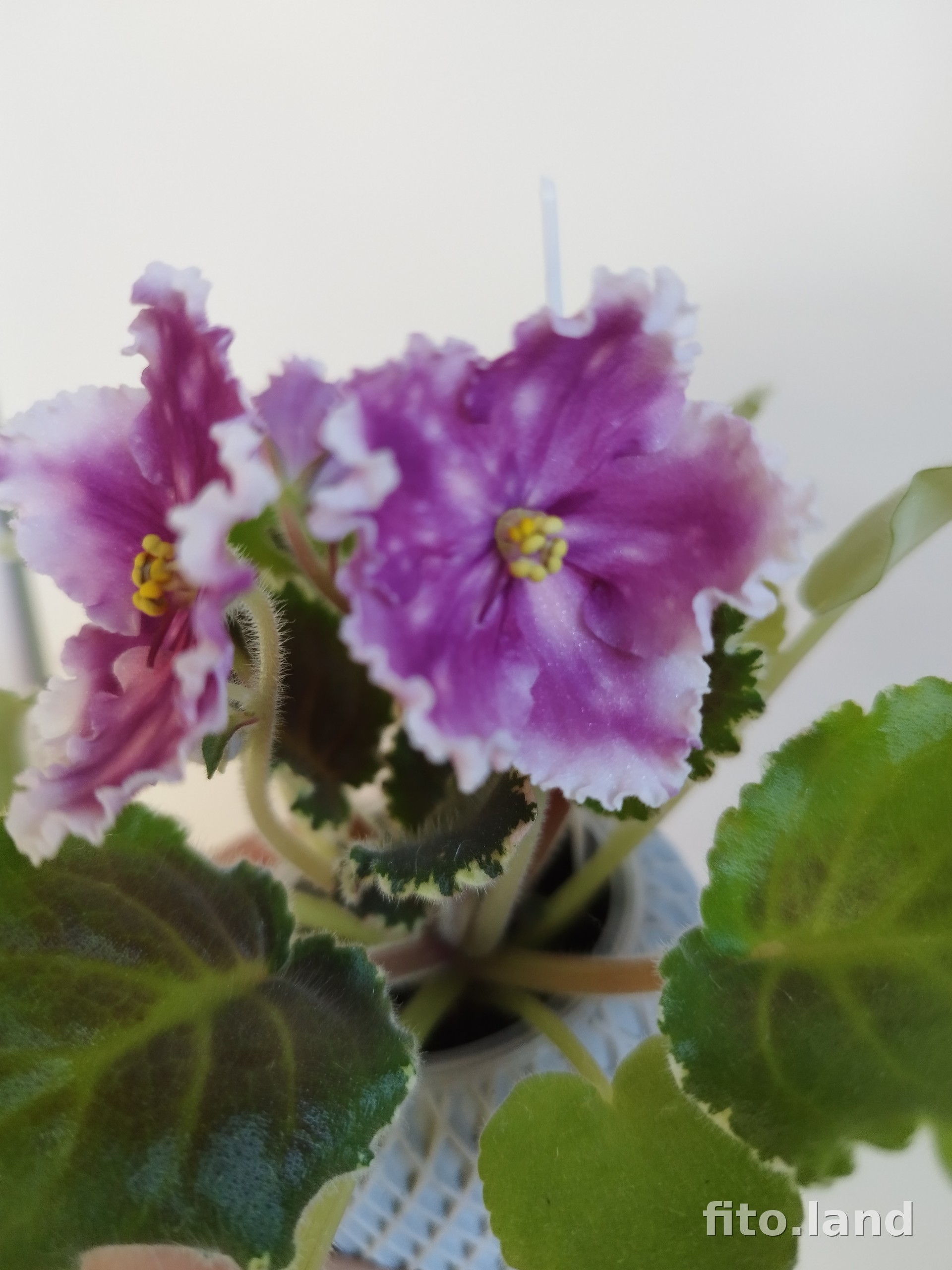 Фиалка МТ-Сладкая Фантазия, фото