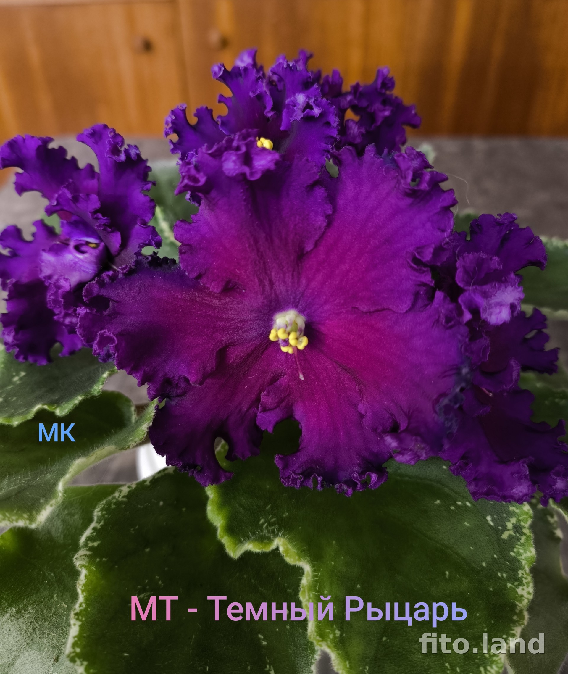 Фиалка МТ-Темный Рыцарь, фото