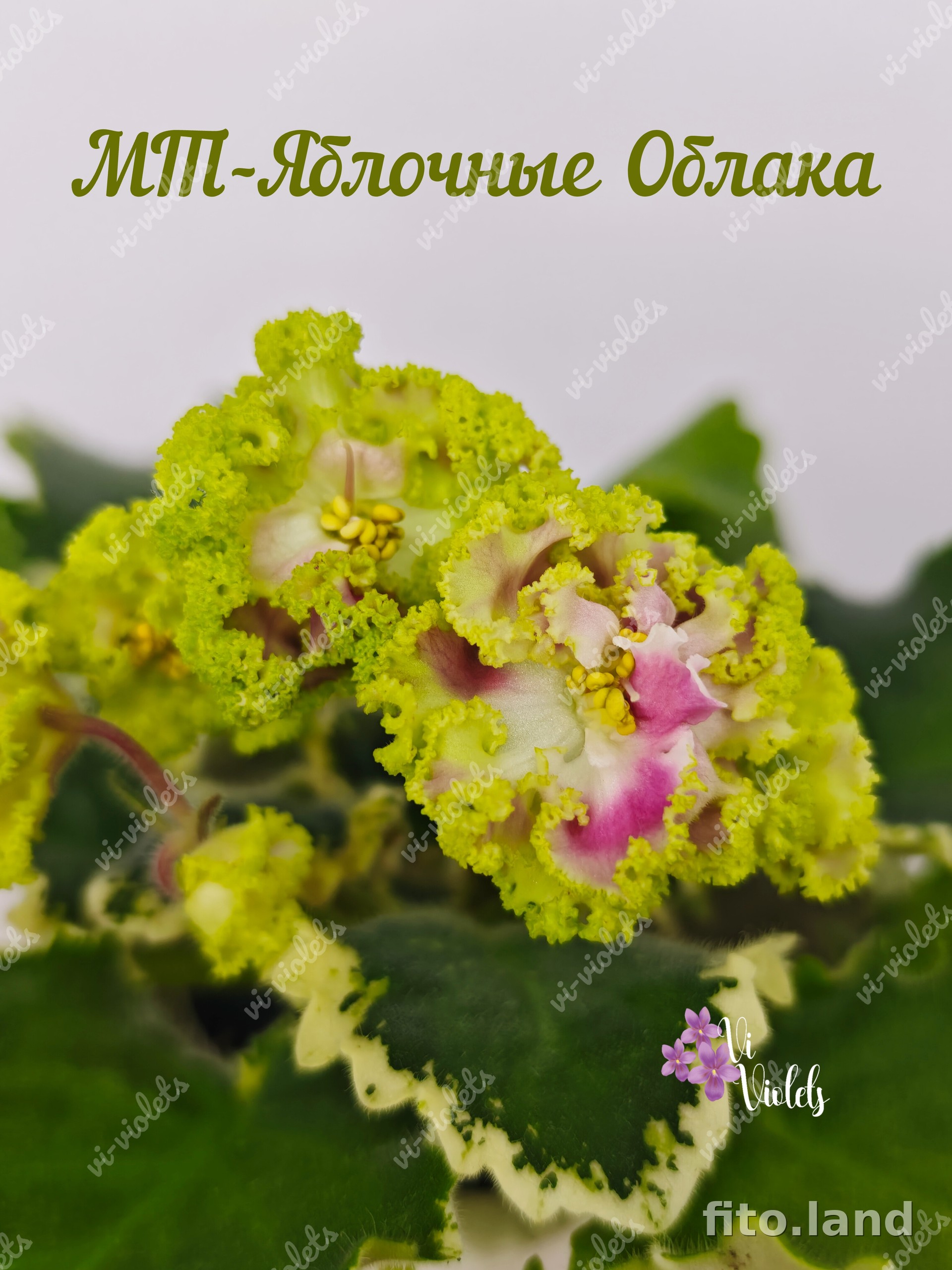 Фиалка МТ-Яблочные Облака, фото