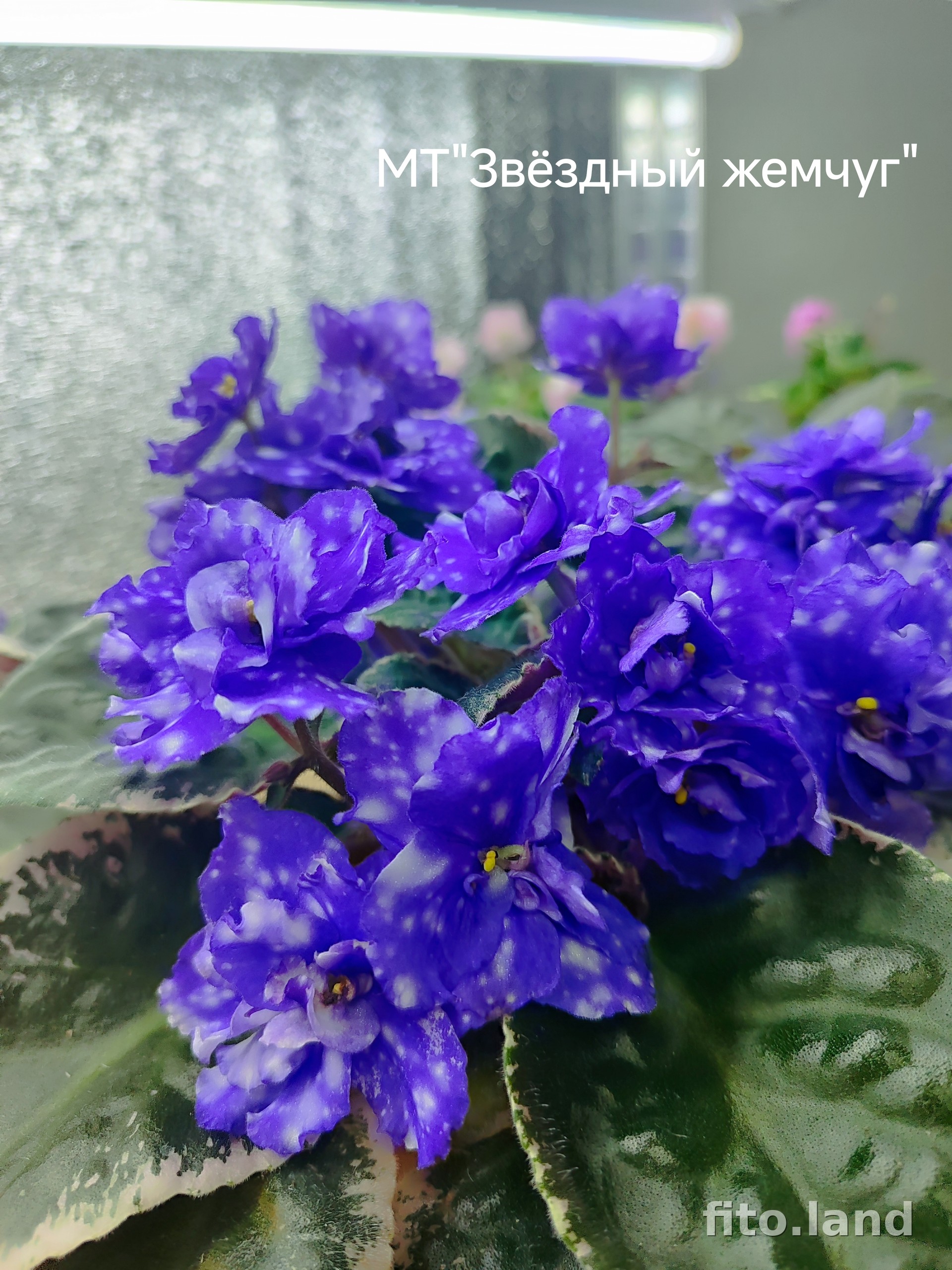 Фиалка МТ-Звездный Жемчуг, фото