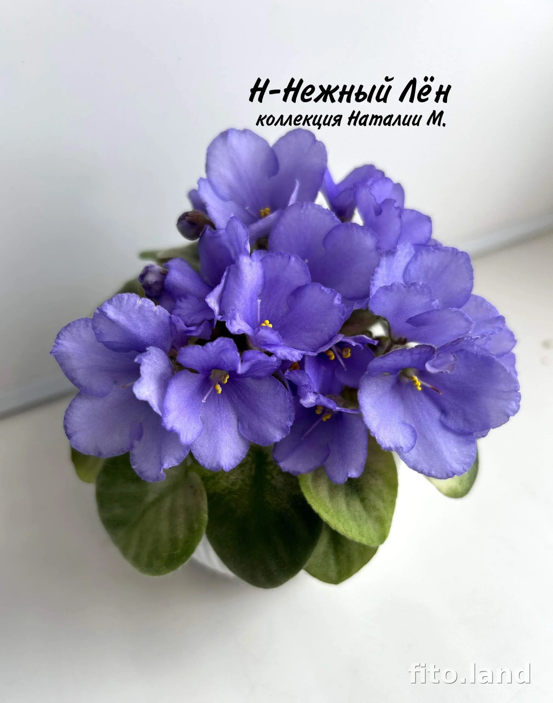Фиалка Н-Нежный Лен, фото