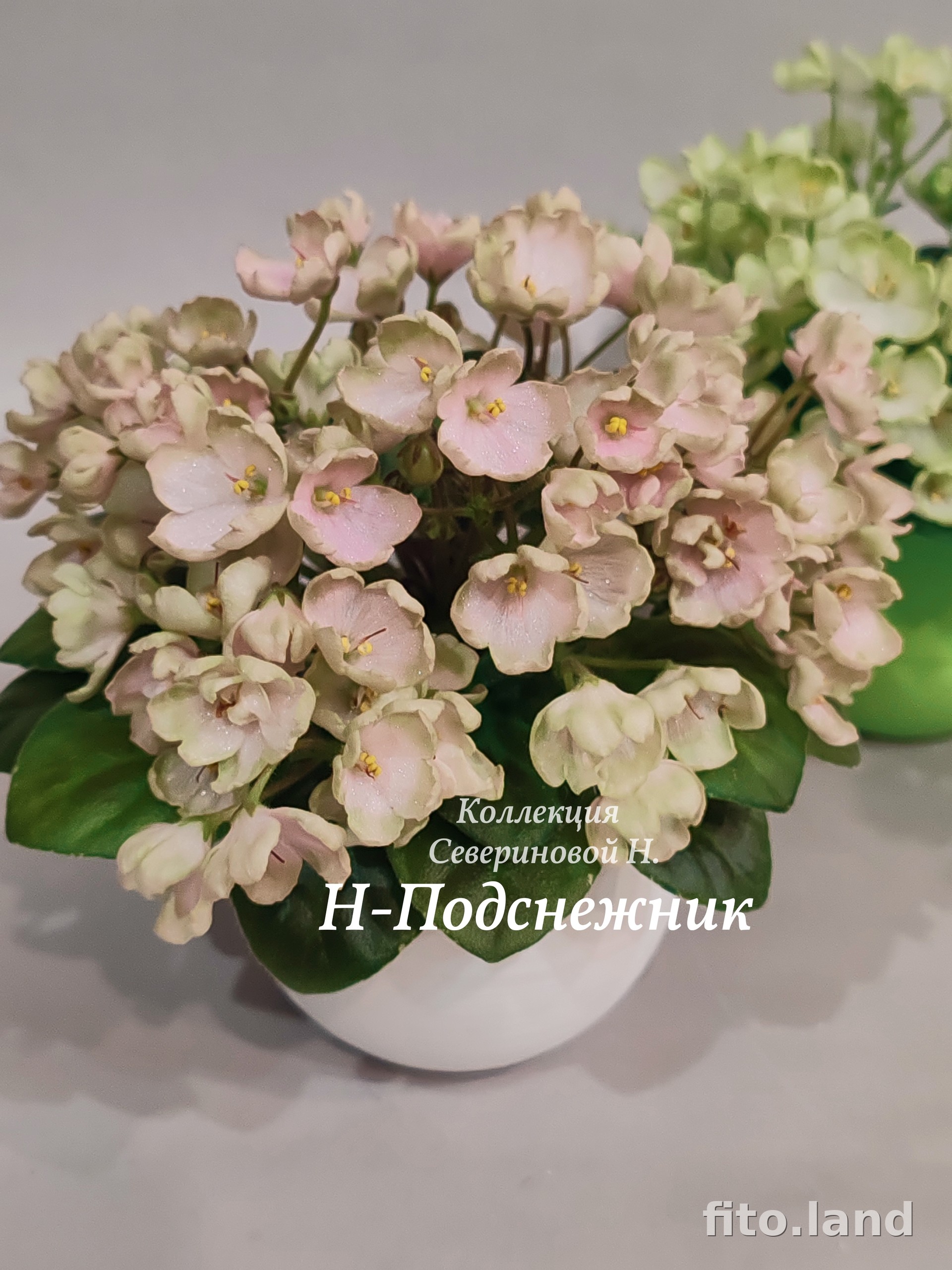 Фиалка Н-Подснежник, фото