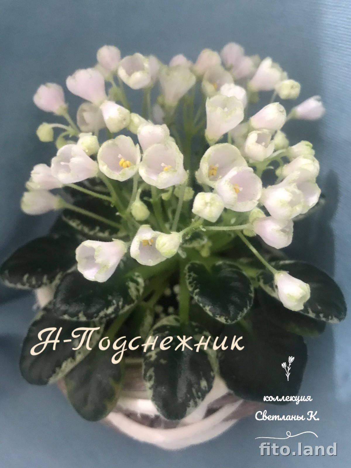 Фиалка Н-Подснежник, фото