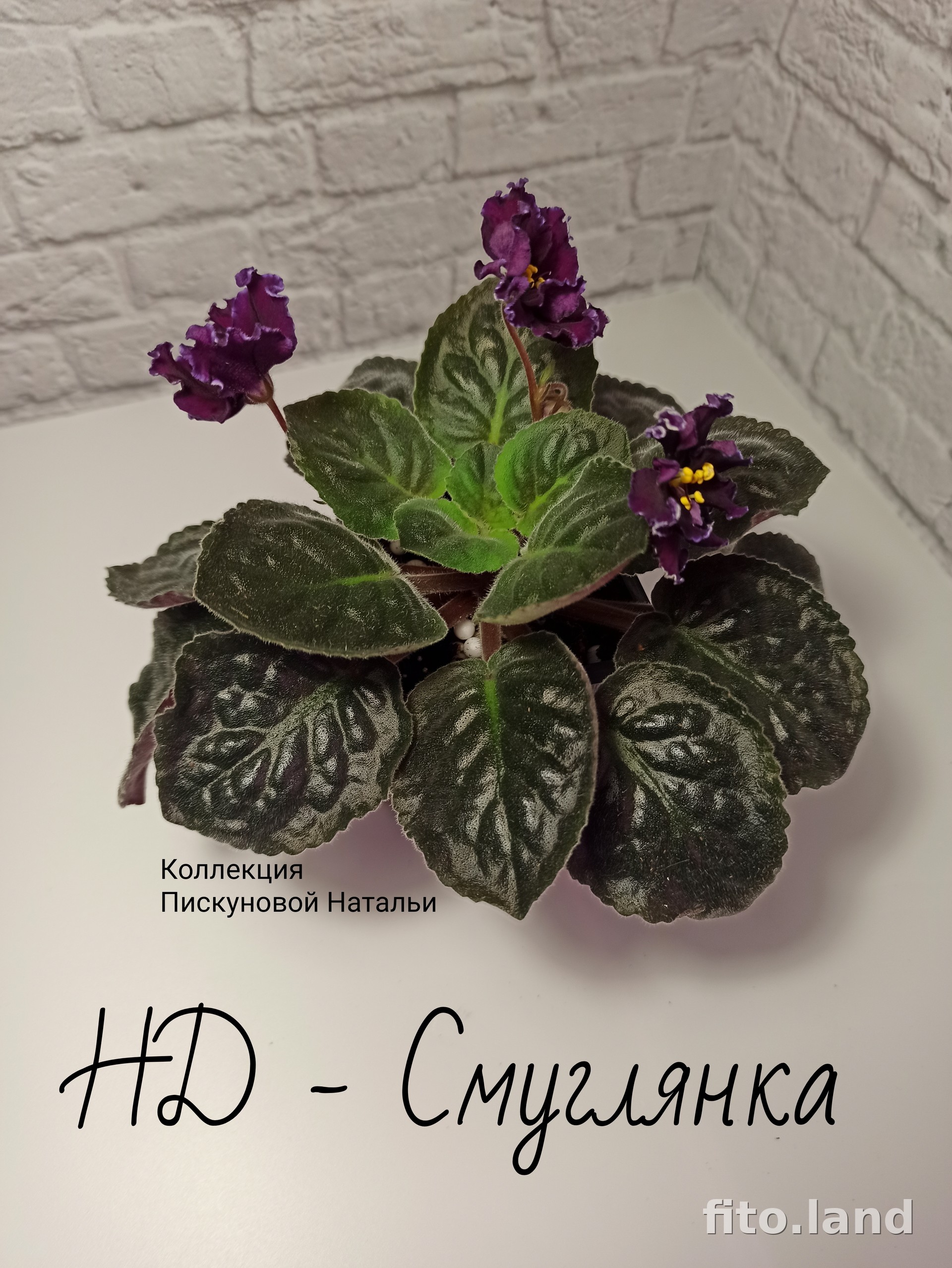 Фиалка НД-Смуглянка, фото