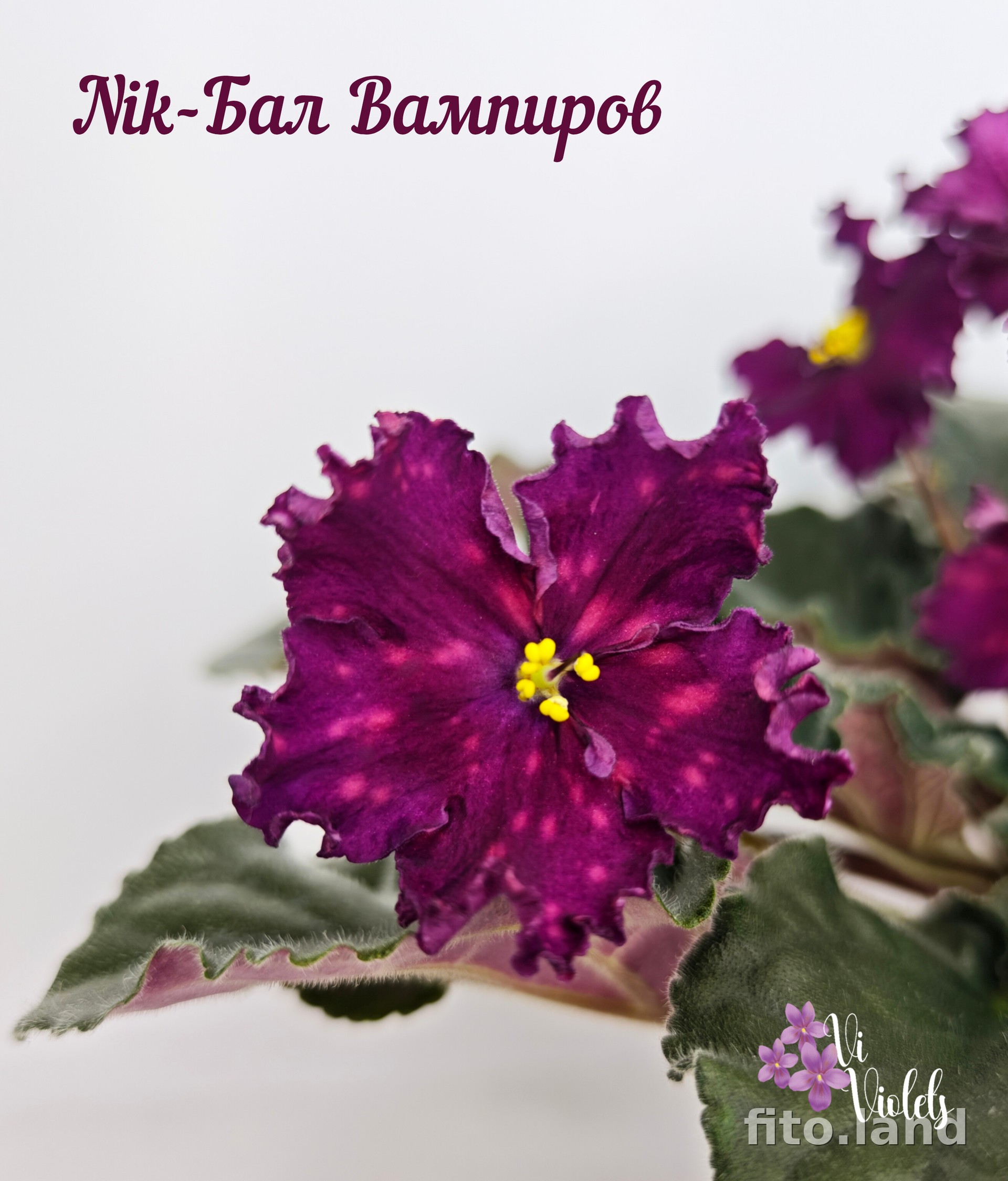 Фиалка Nik-Бал Вампиров, фото