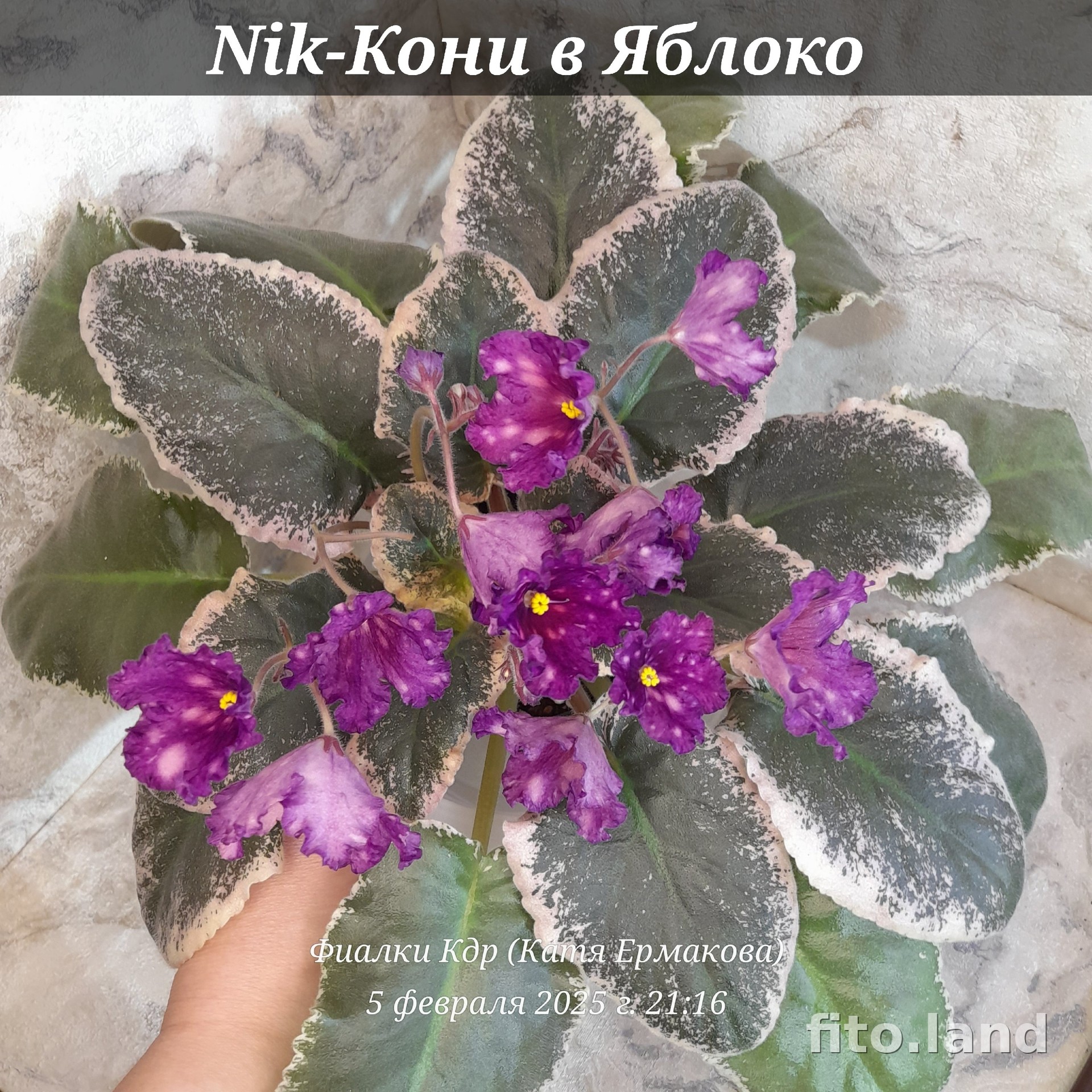 Фиалка Nik-Кони в Яблоко, фото