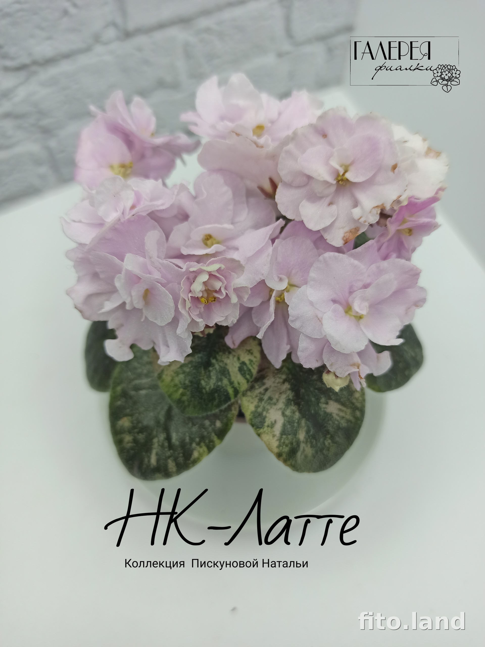 Фиалка НК-Латте, фото