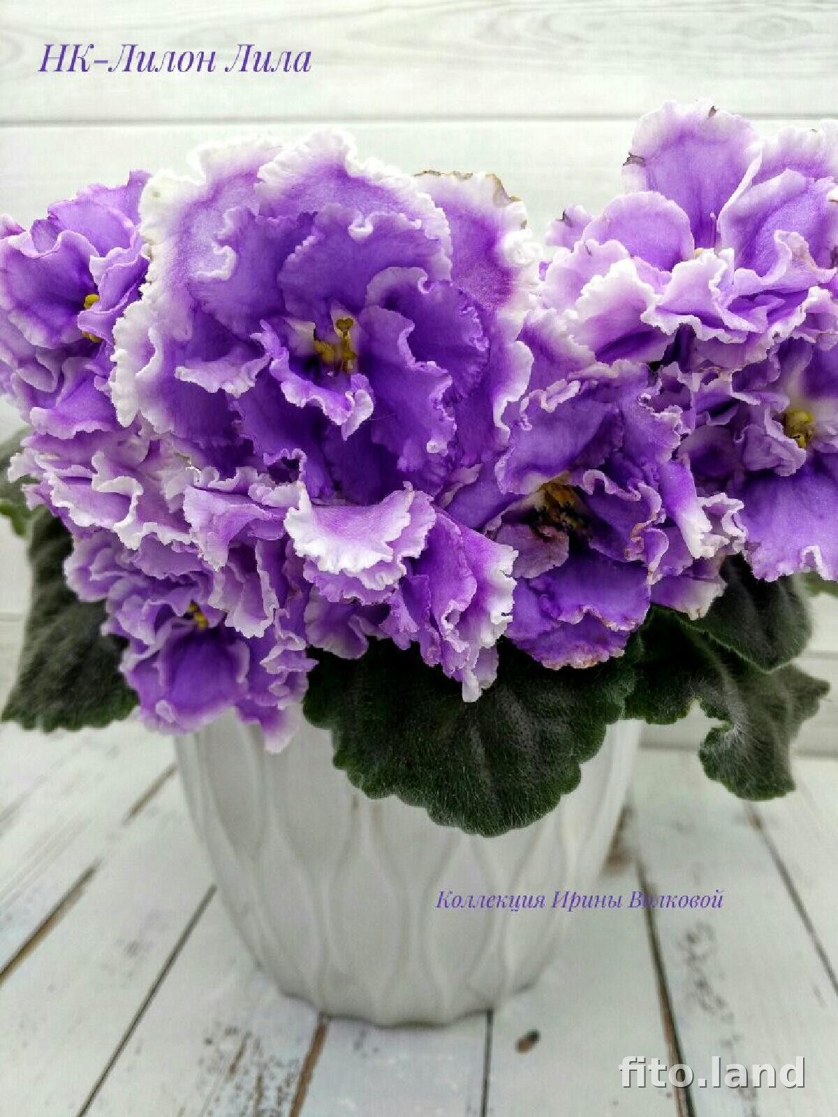 Violet НК-Лилон-Лила, photo