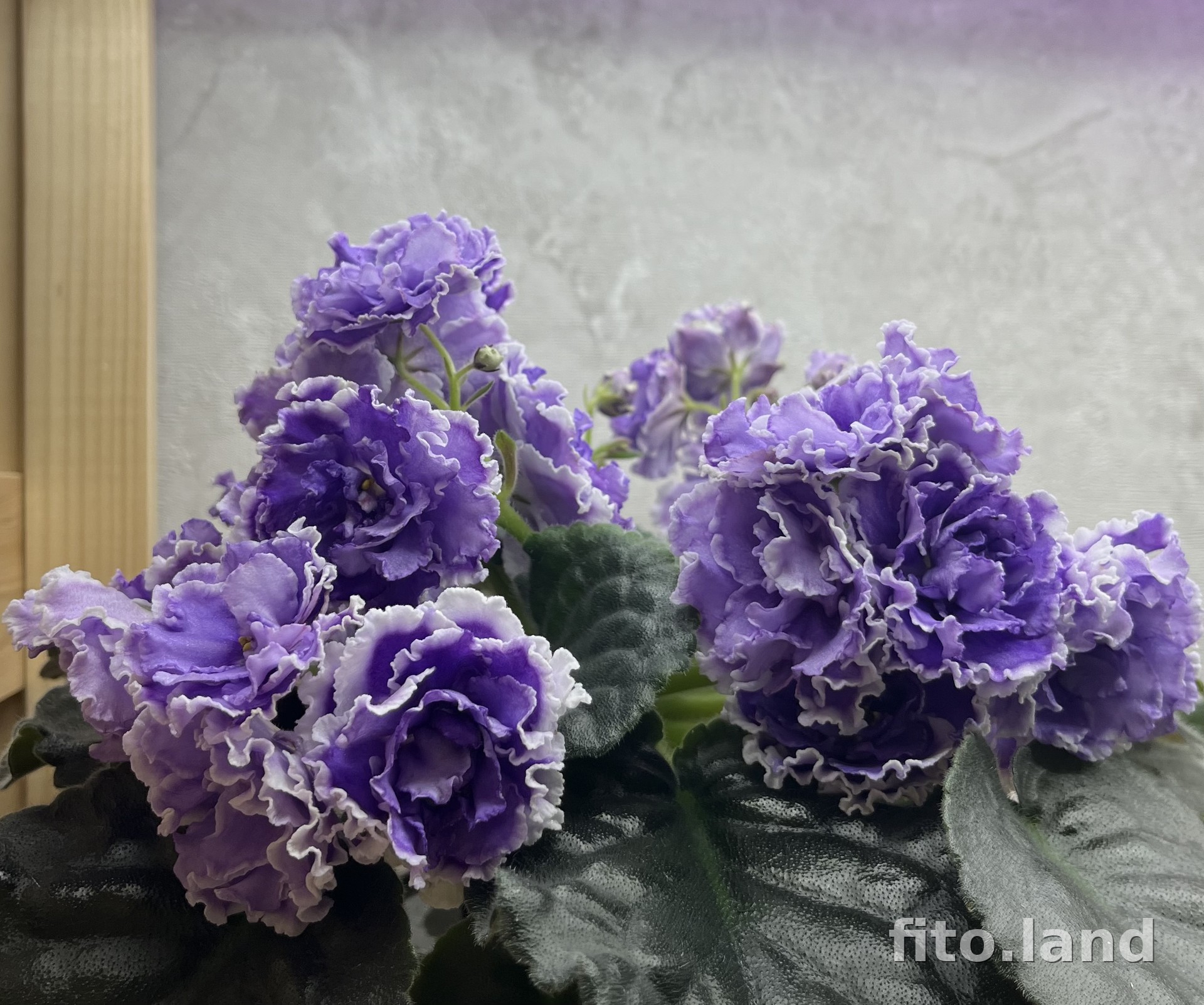Violet НК-Лилон-Лила, photo