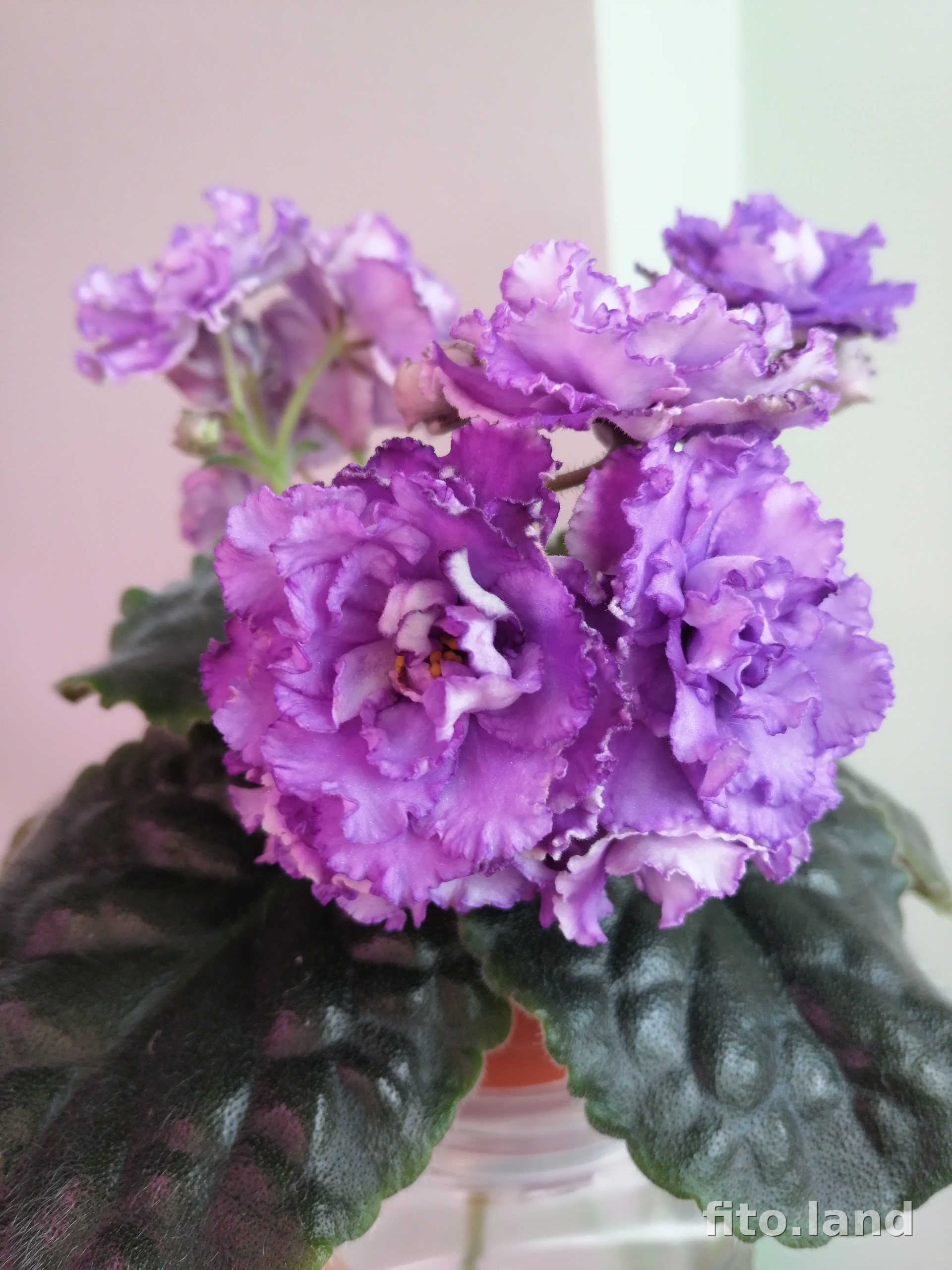 Violet НК-Лилон-Лила, photo