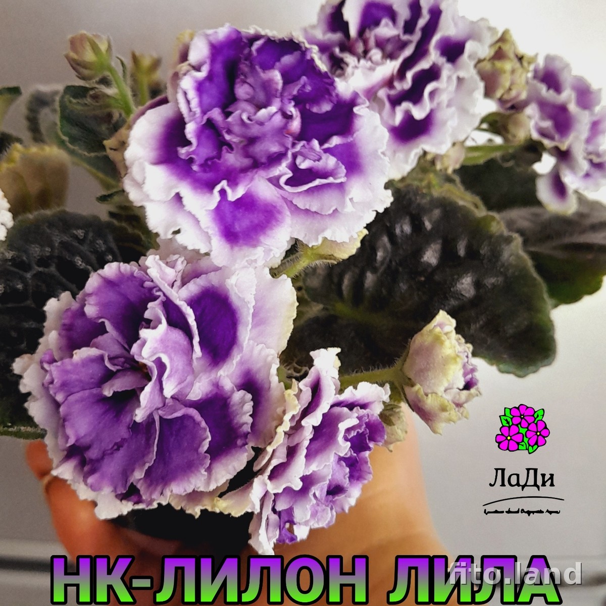 Violet НК-Лилон-Лила, photo