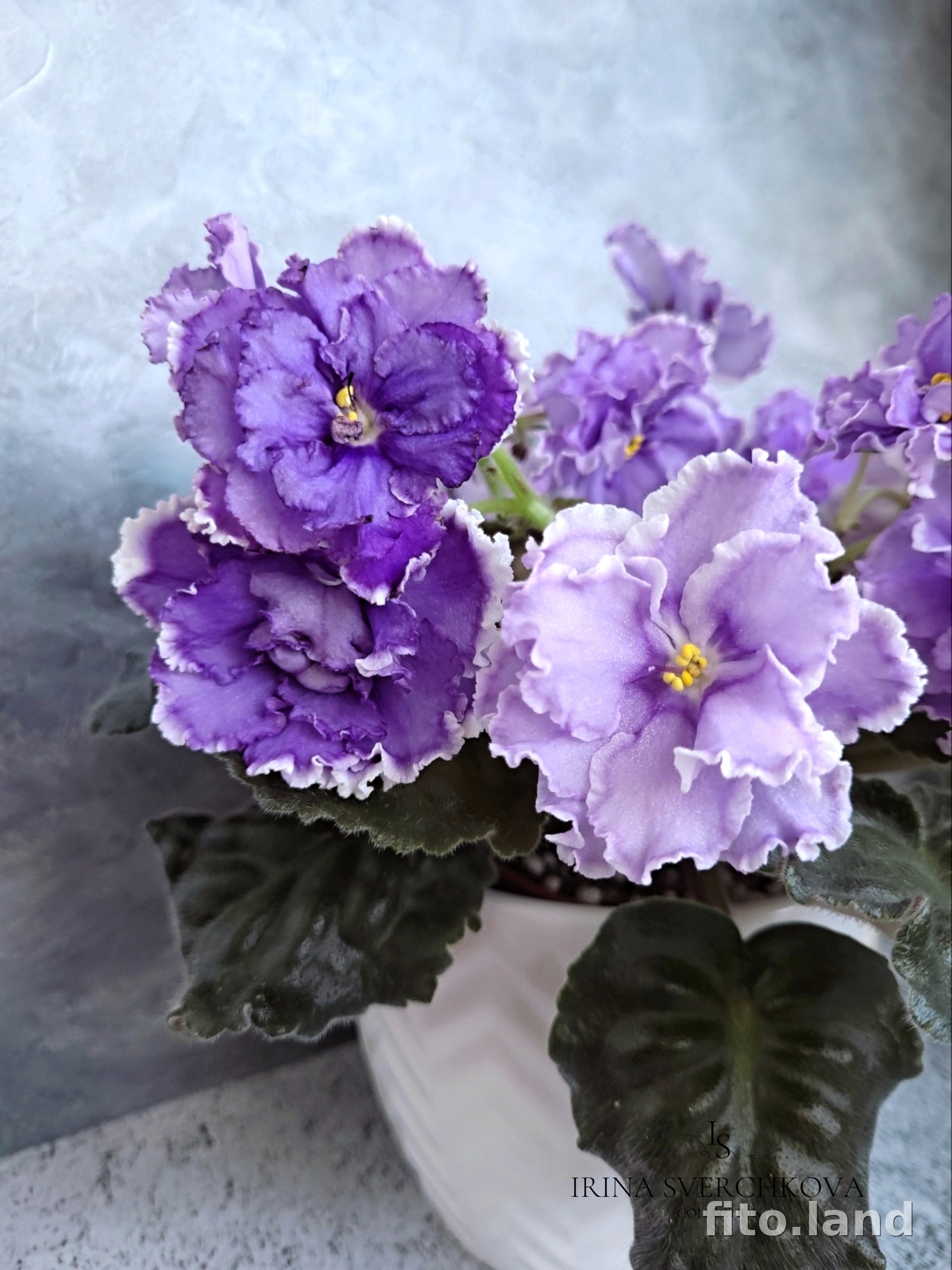 Violet НК-Лилон-Лила, photo
