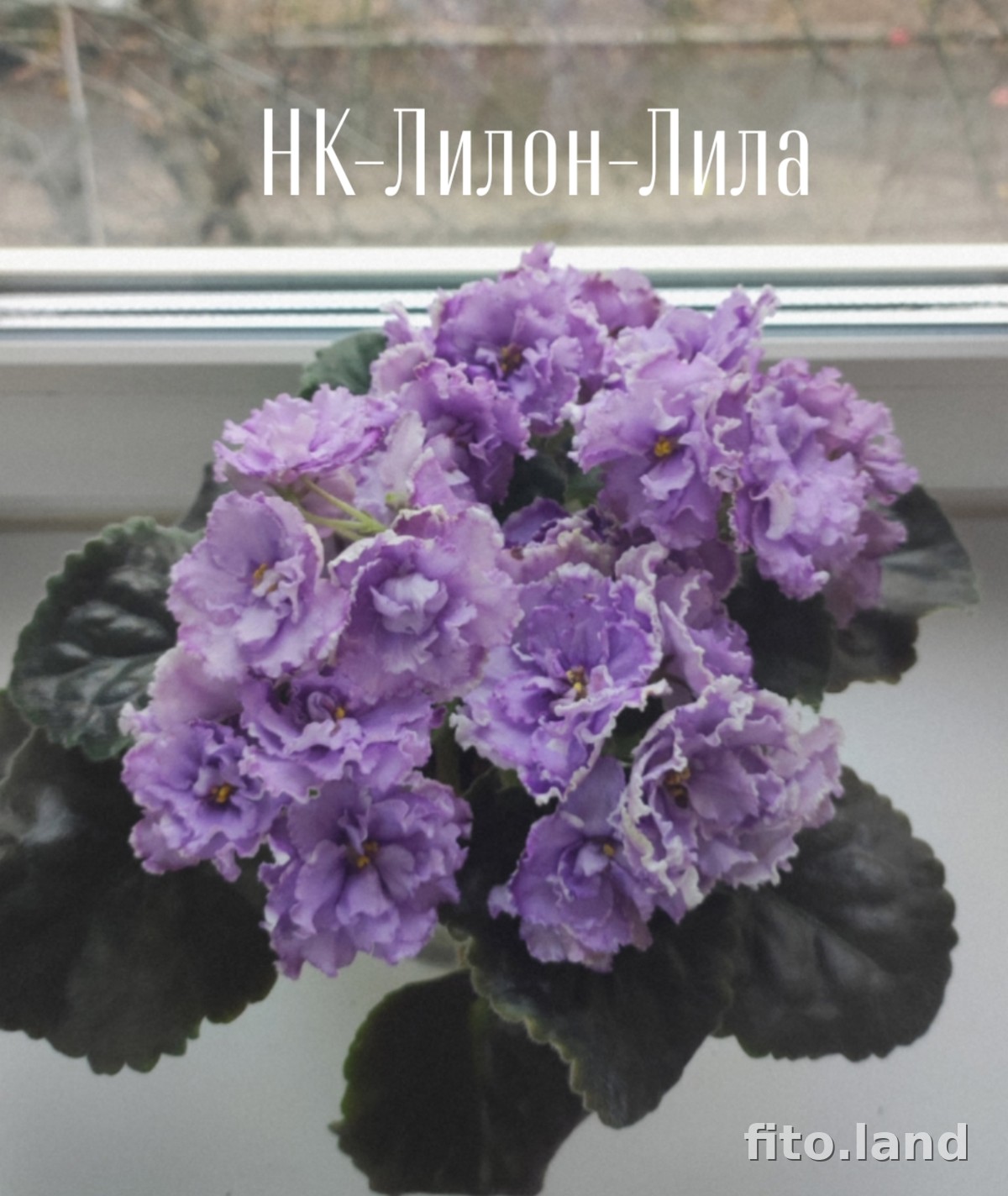 Violet НК-Лилон-Лила, photo