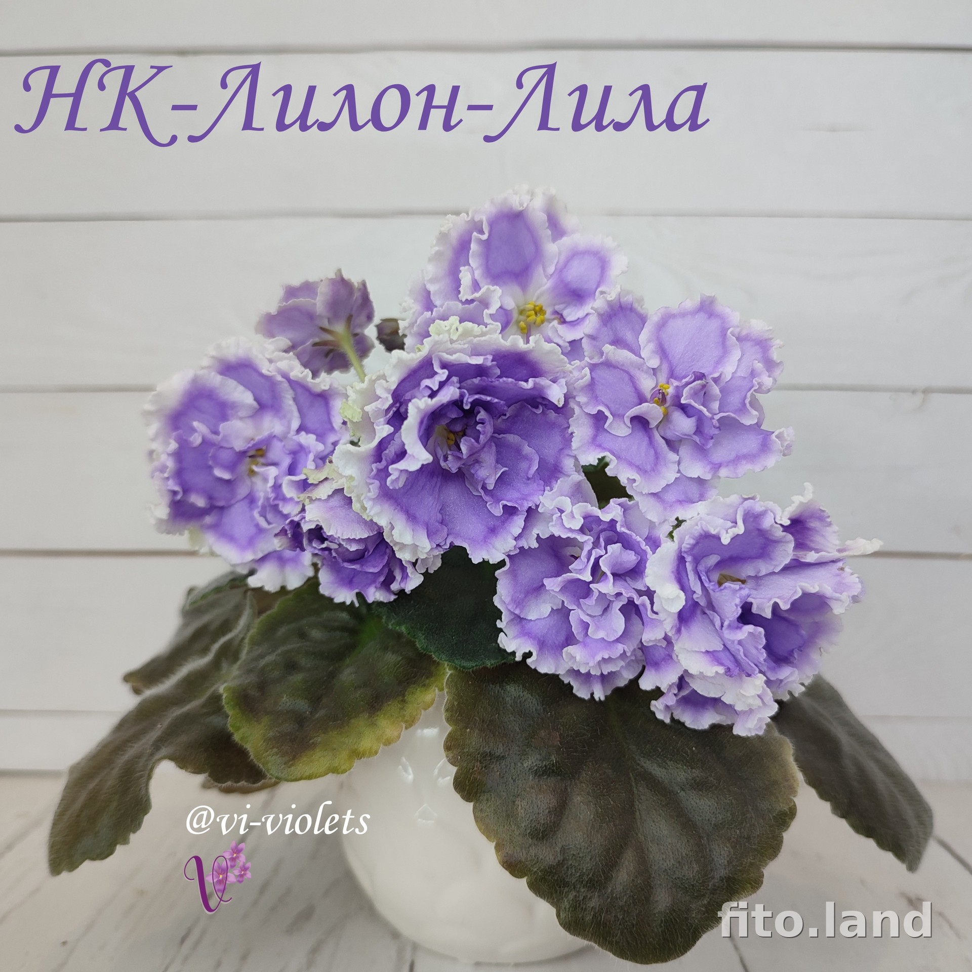 Violet НК-Лилон-Лила, photo