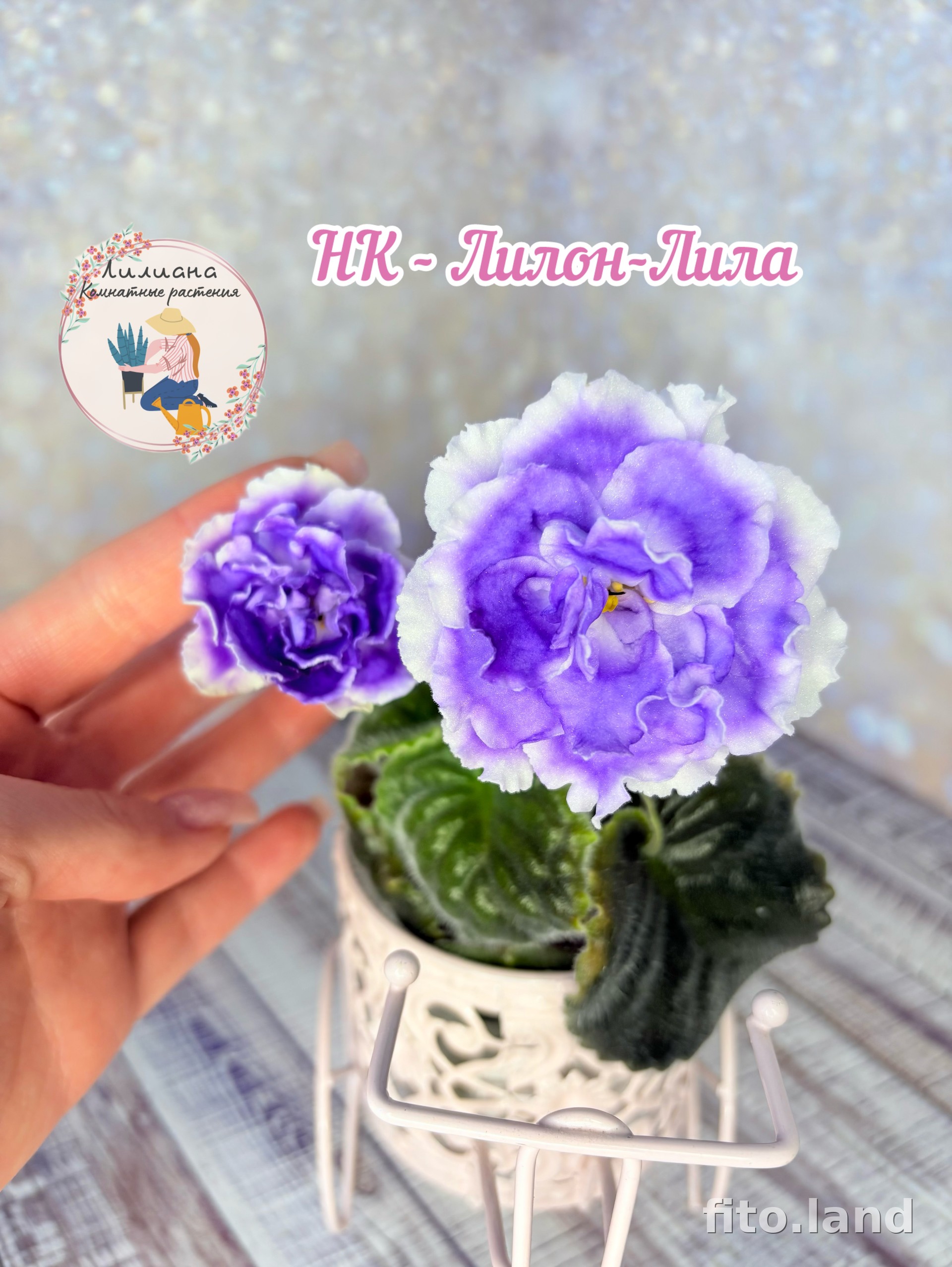 Violet НК-Лилон-Лила, photo