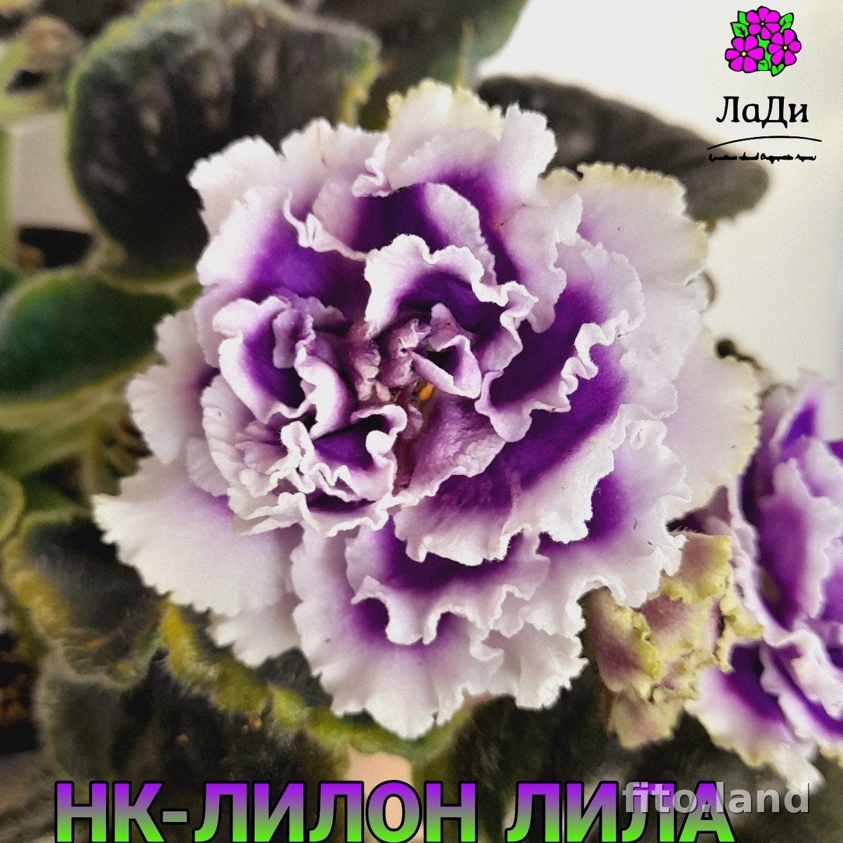 Violet НК-Лилон-Лила, photo