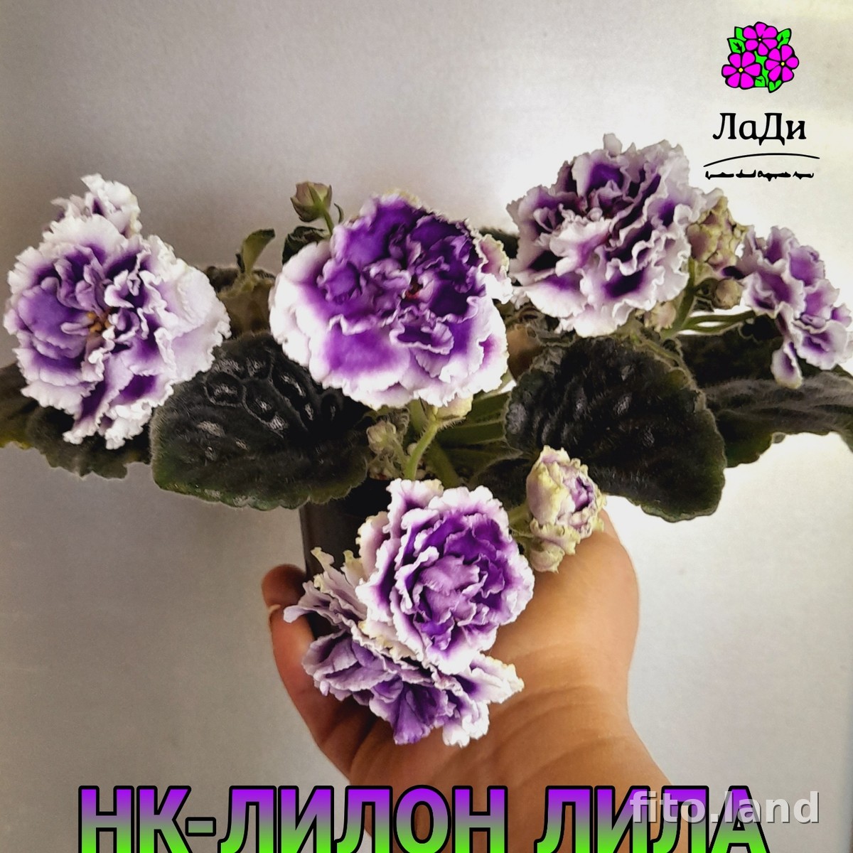Violet НК-Лилон-Лила, photo