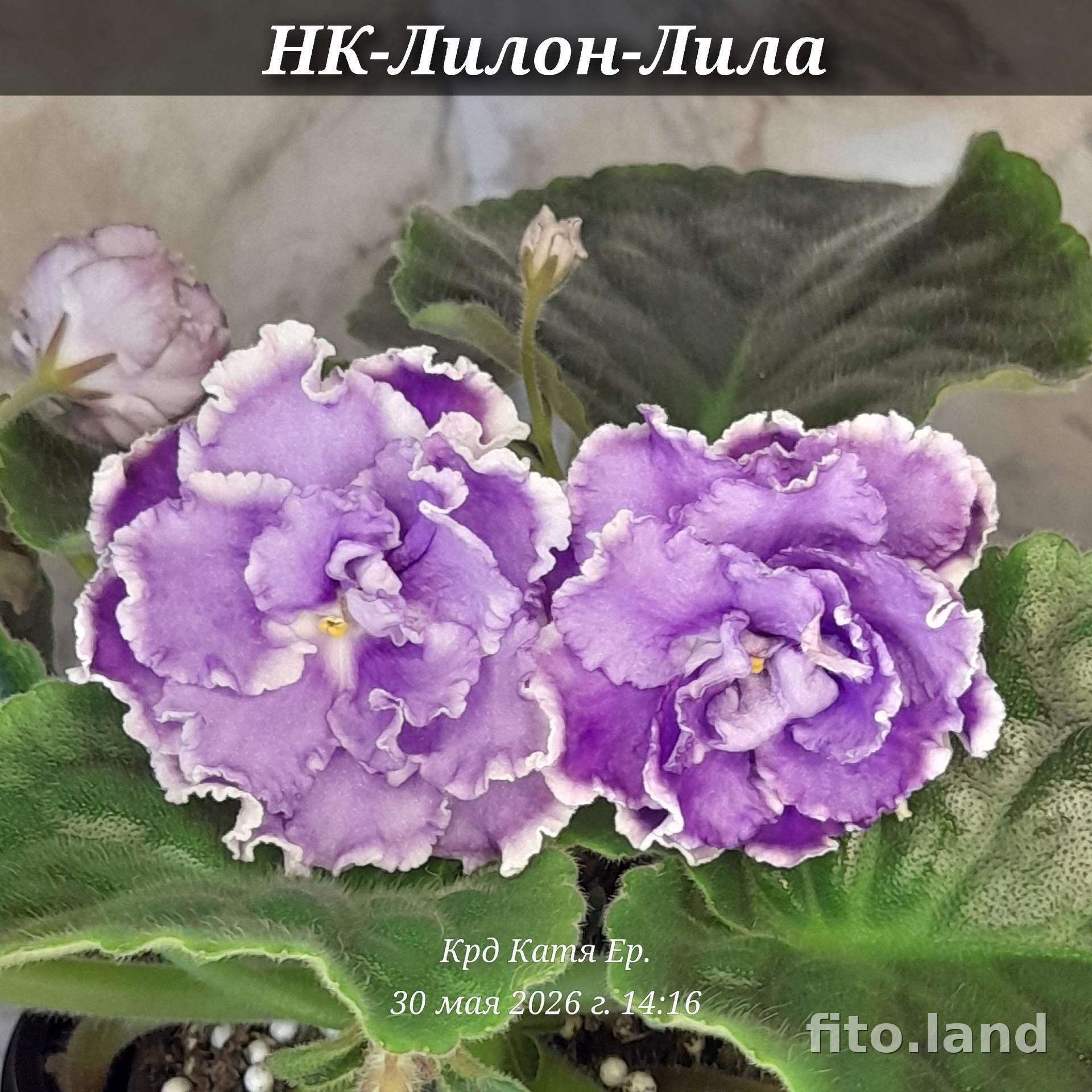 Violet НК-Лилон-Лила, photo