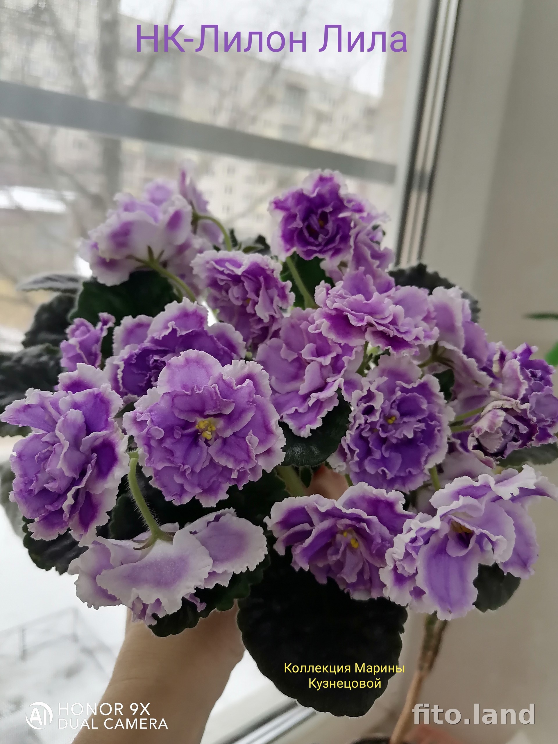 Violet НК-Лилон-Лила, photo